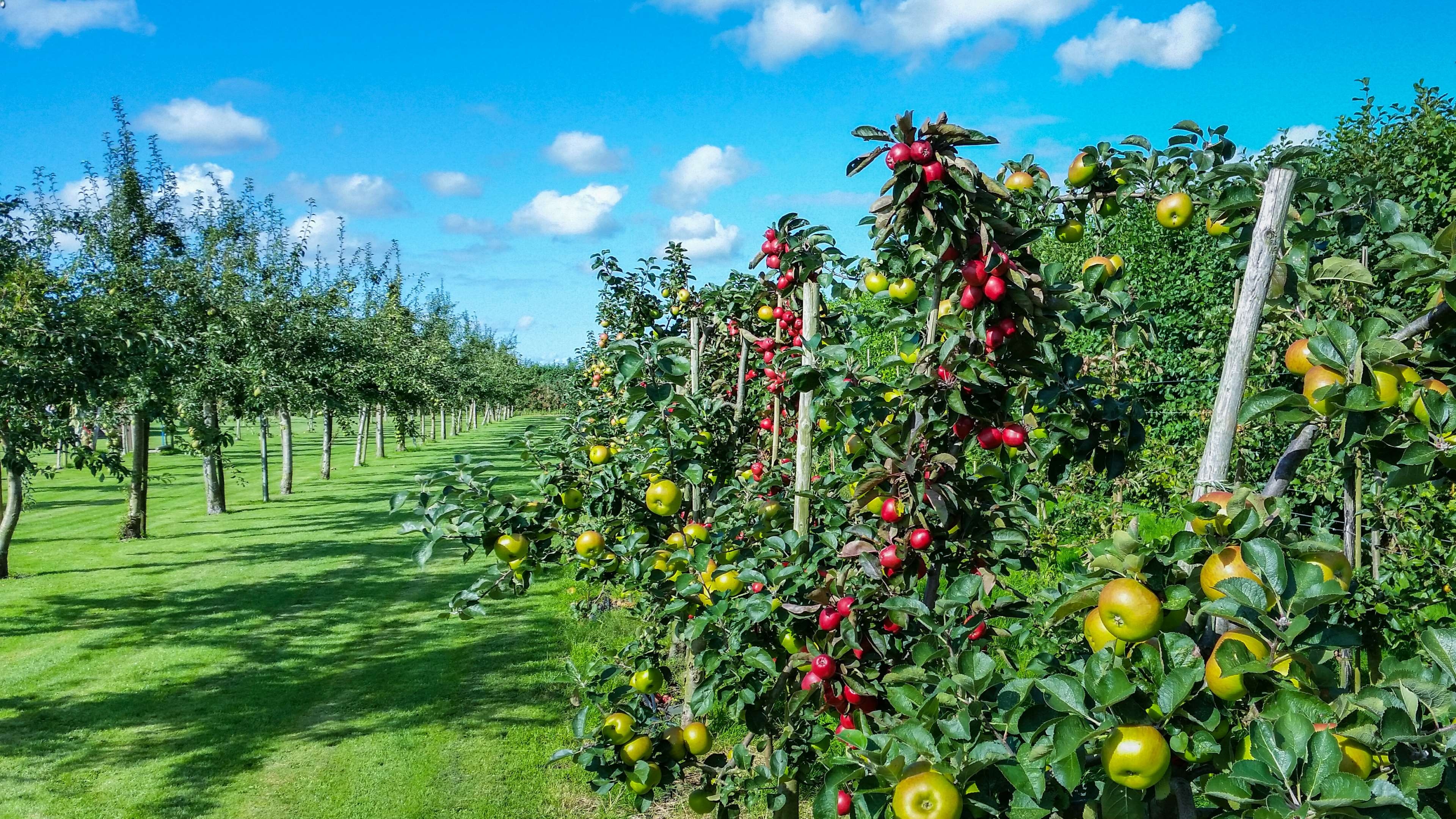 Fruit garden, Farms Wallpaper, 3840x2160 4K Desktop