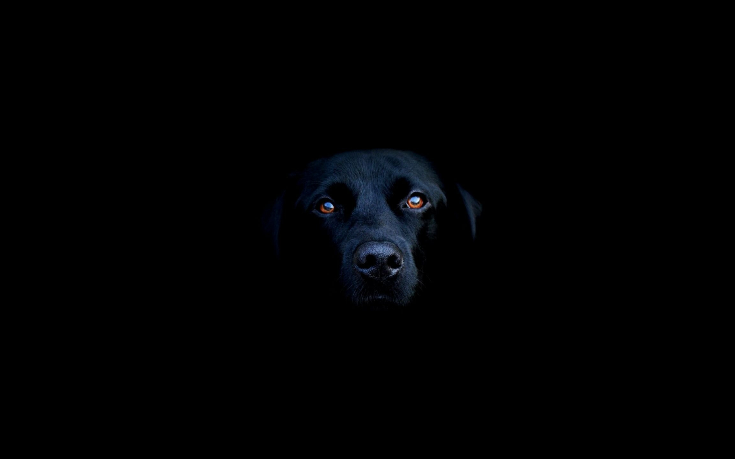 Dark dogs, Top free, Dark dogs backgrounds, Striking beauty, 2560x1600 HD Desktop