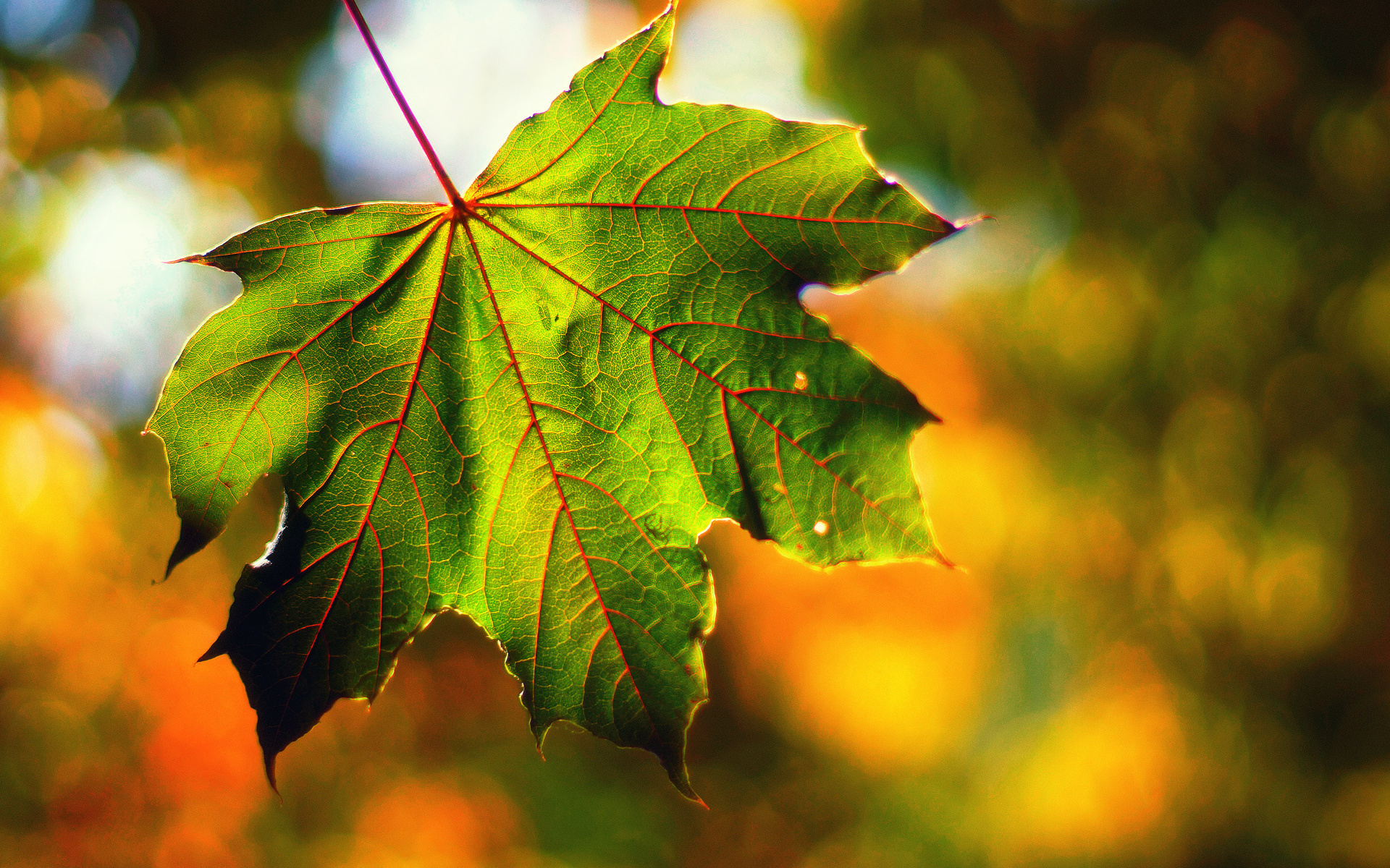 Maple leaf, Red veins, Intricate details, Nature's masterpiece, 1920x1200 HD Desktop