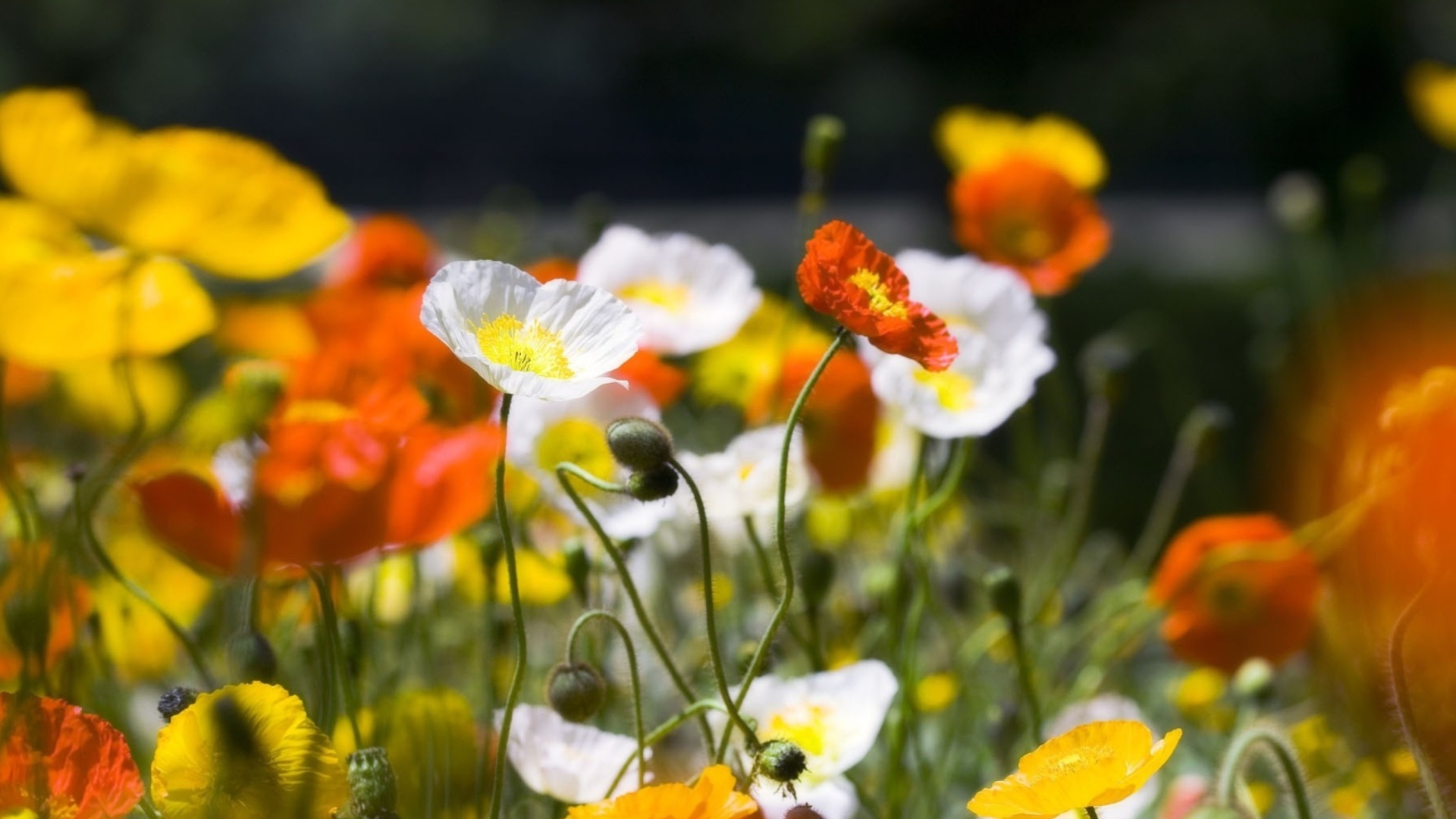 White poppy flowers, Delicate petals, Dreamlike wallpaper, Nature's grace, 1920x1080 Full HD Desktop