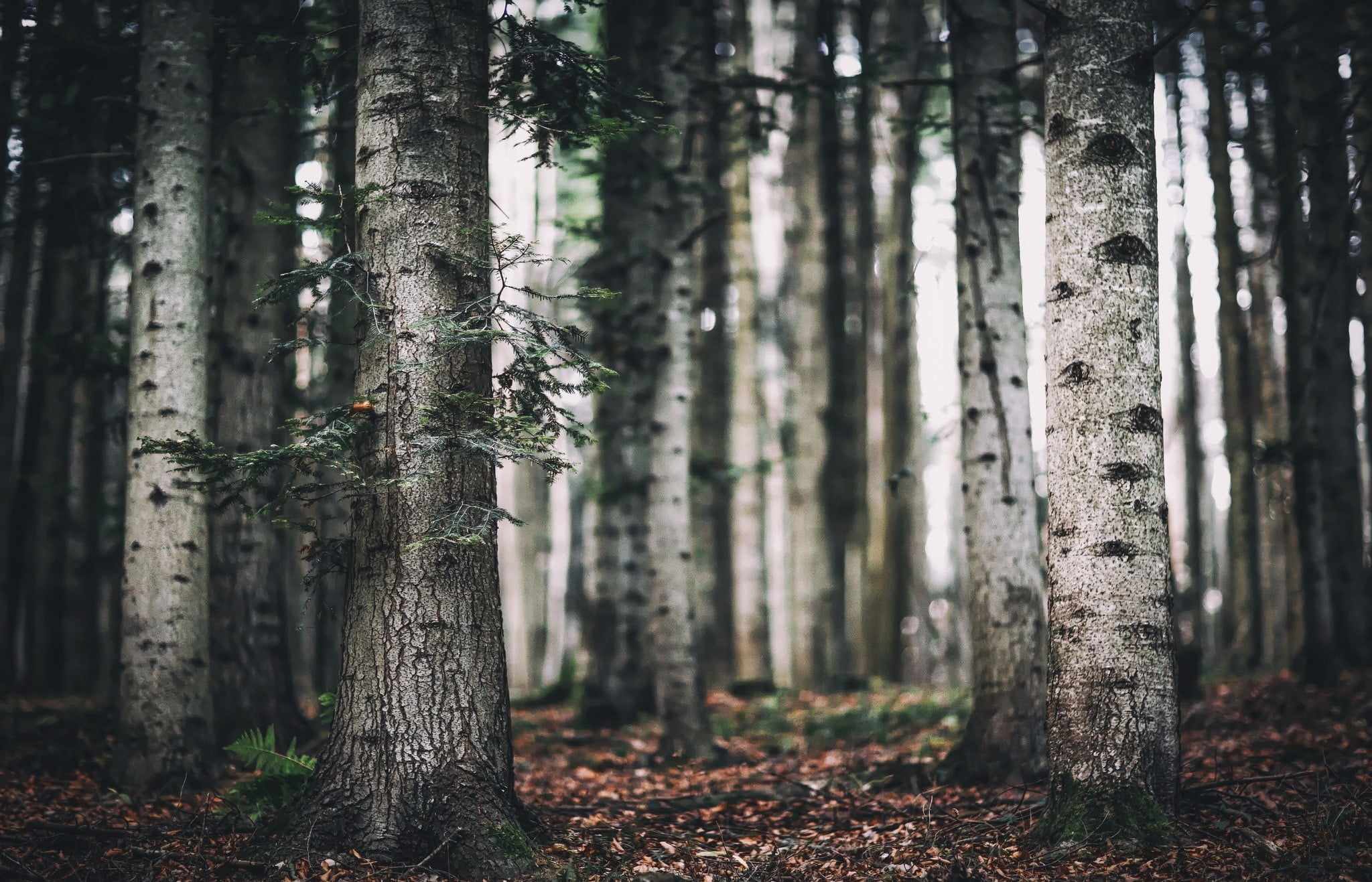 Birch Tree, Nature, Forest, Wallpaper, 2050x1320 HD Desktop