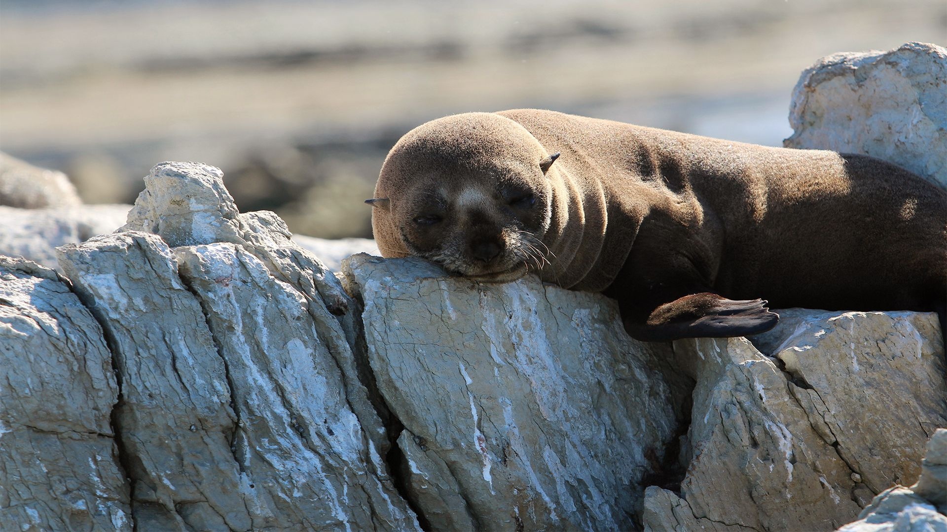 Eared seals wallpapers, Popular backgrounds, Aquatic creatures, Stunning, 1920x1080 Full HD Desktop