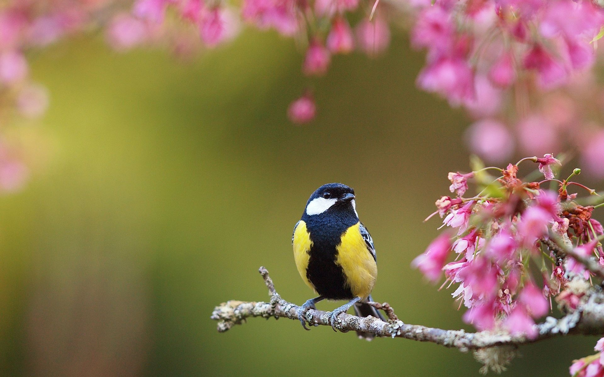 Spring birds, Free wallpapers, Backgrounds, Top, 1920x1200 HD Desktop