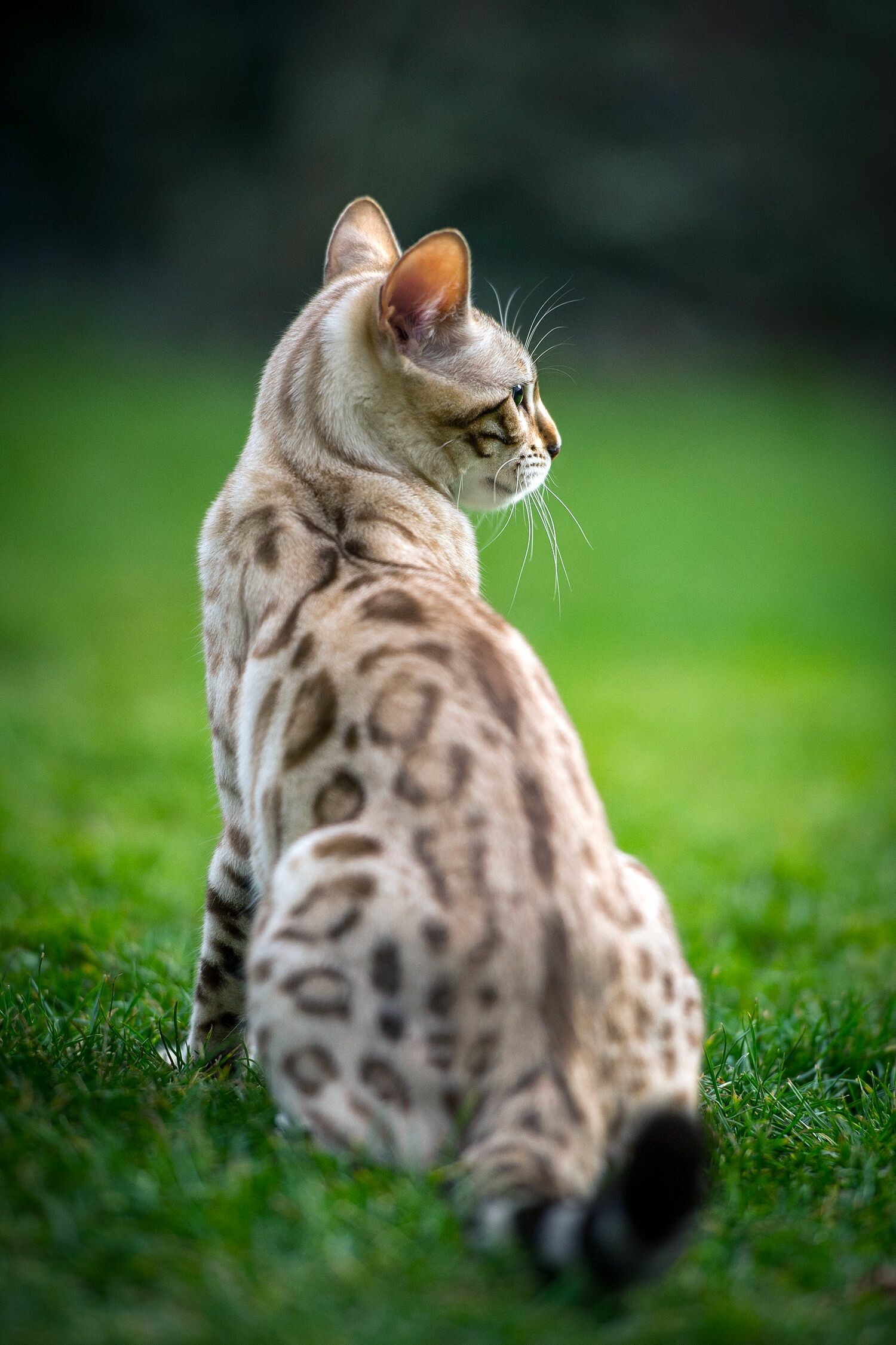 Outdoors, Bengal Cats Wallpaper, 1500x2250 HD Phone