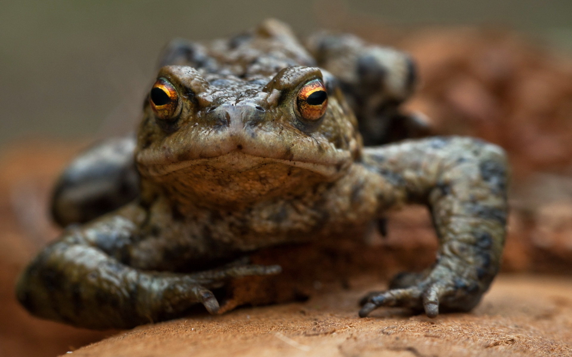 Awesome toad, Free background, HD computer wallpaper, Nature's splendor, 1920x1200 HD Desktop