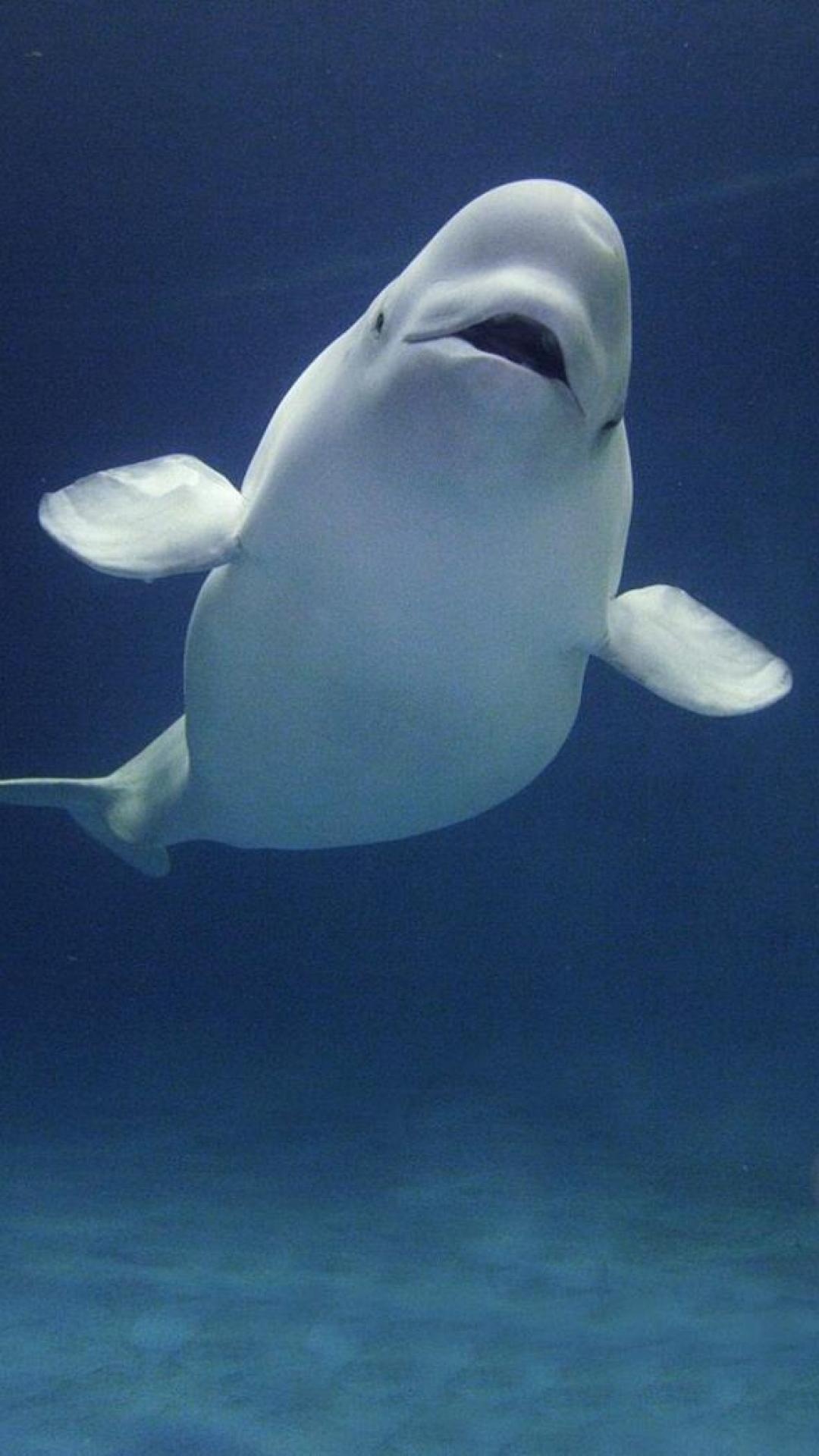 74 Beluga Whale, Stunning wallpaper, Oceanic wonder, Marine mammal, 1080x1920 Full HD Phone