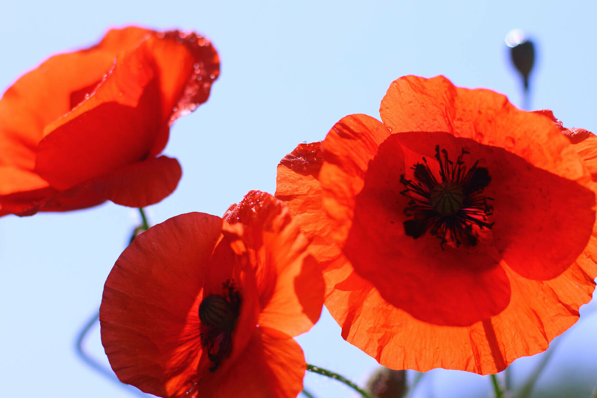 Macro photo, Poppy Flowers Wallpaper, 1920x1280 HD Desktop