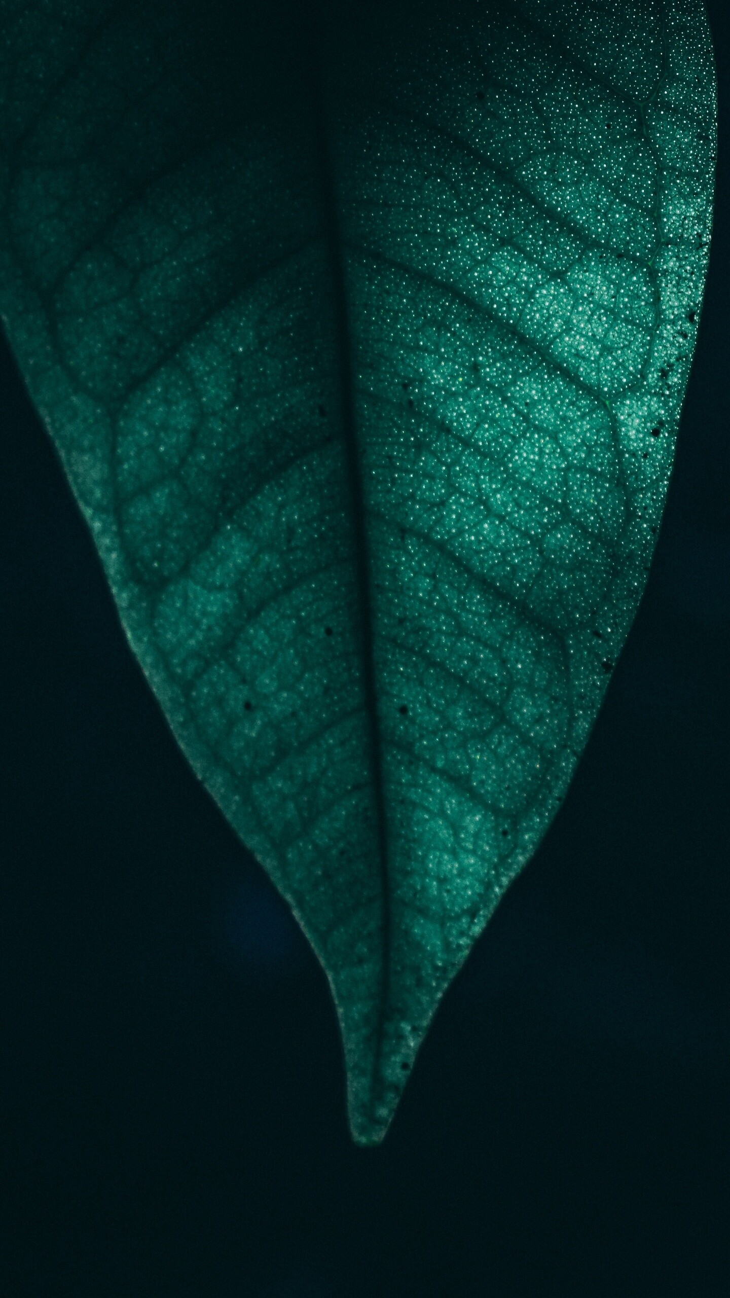 Leaf Nature, Green leaf, Macro, Samsung Galaxy, 1440x2560 HD Phone