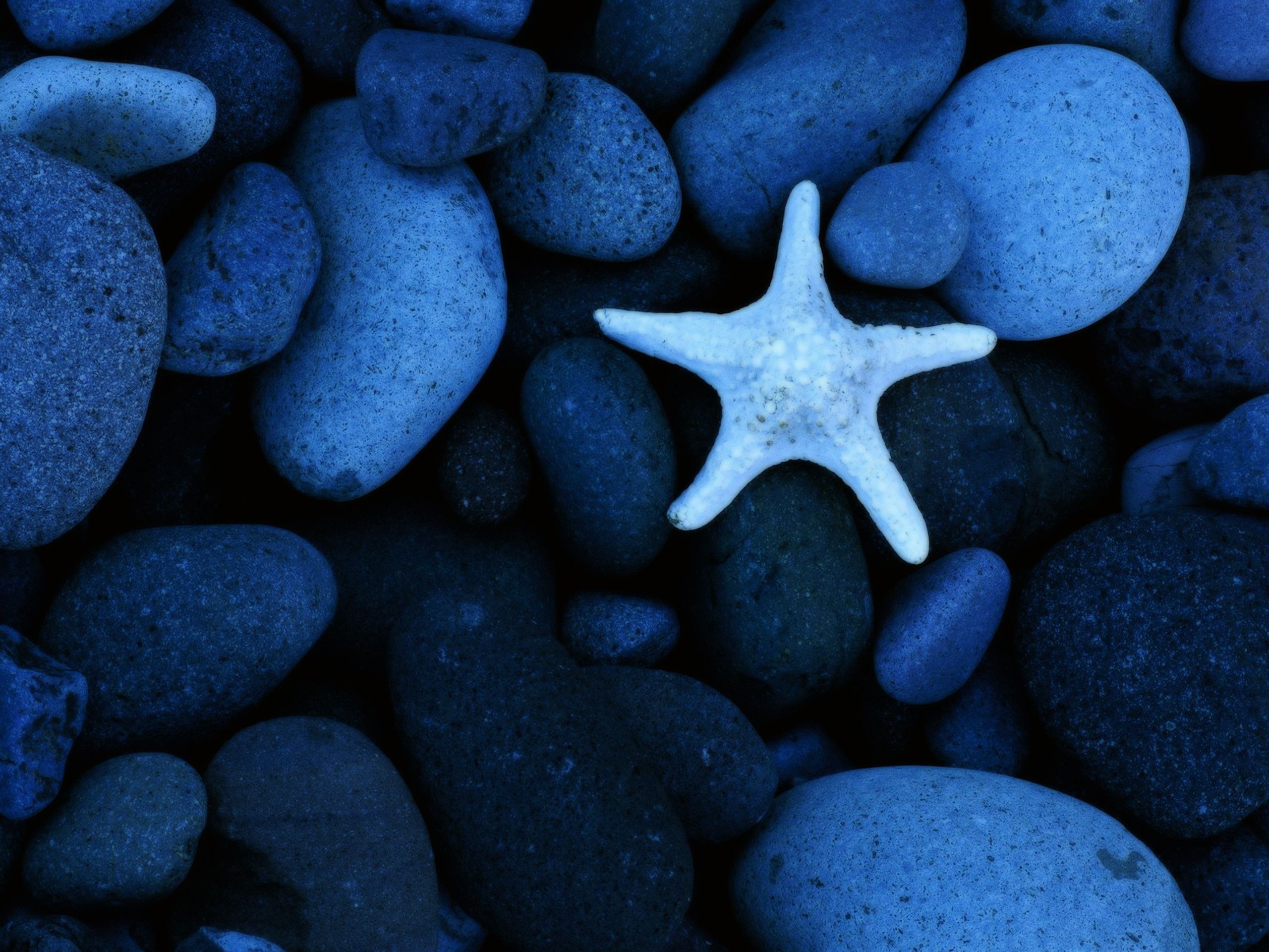 Starfish, Blue Wallpaper, 2560x1920 HD Desktop