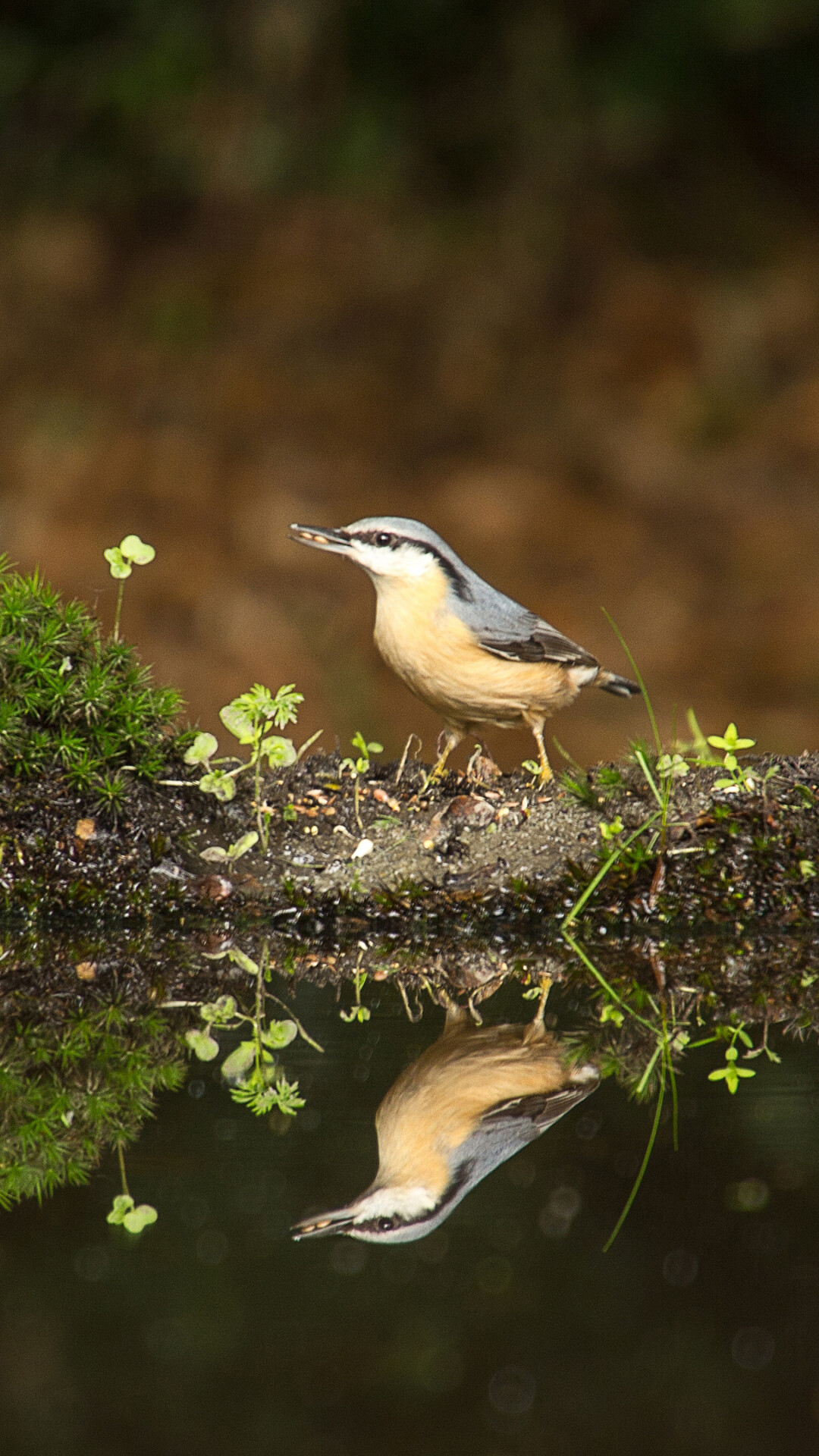 Eurasian nuthatch, Birds Wallpaper, 1080x1920 Full HD Phone