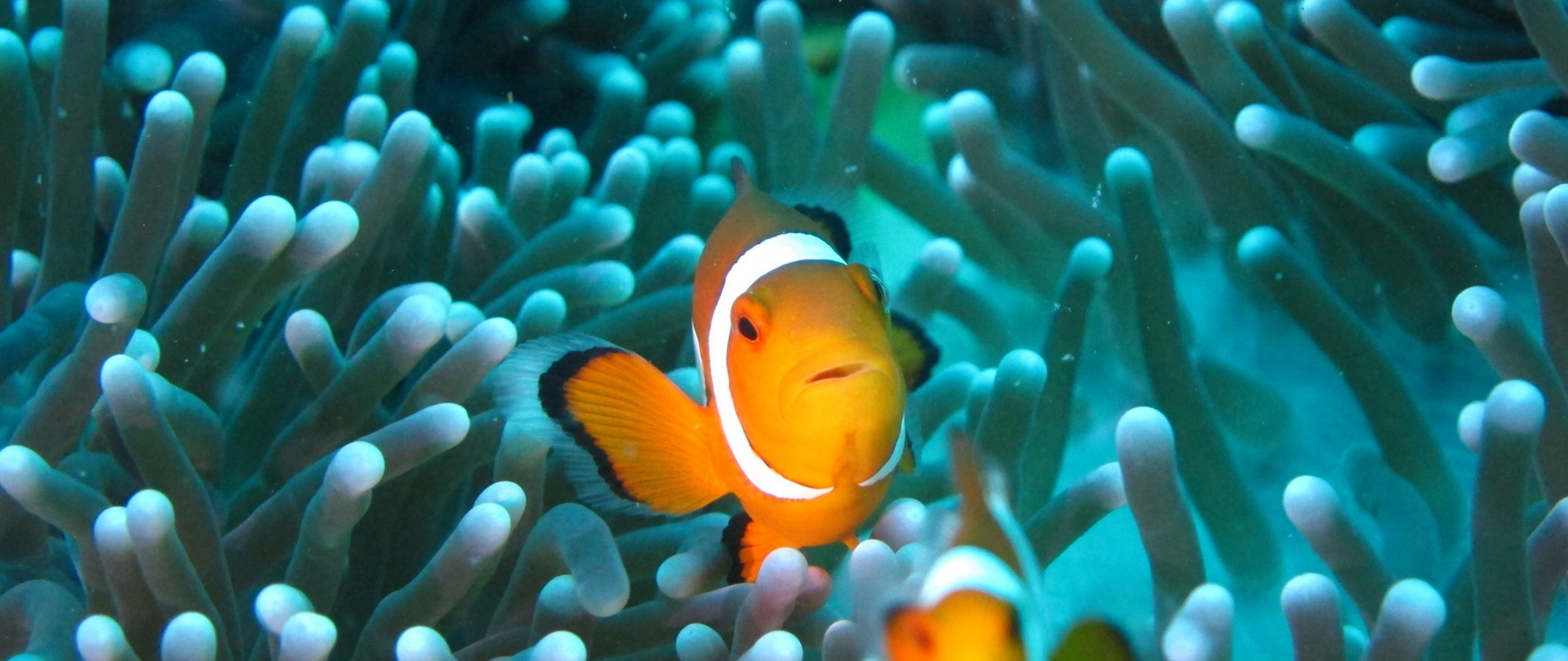 Underwater aquarium wallpaper, Clownfish in aquarium, Dual wide HD image, Marine life wallpaper, Tropical fish paradise, 2560x1080 Dual Screen Desktop