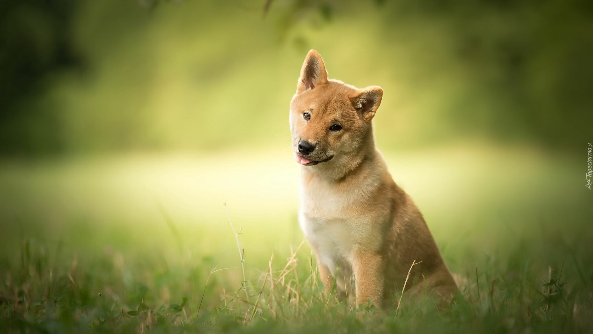 Shiba Inu, Summer puppy, Shiba inu dog, 2050x1160 HD Desktop