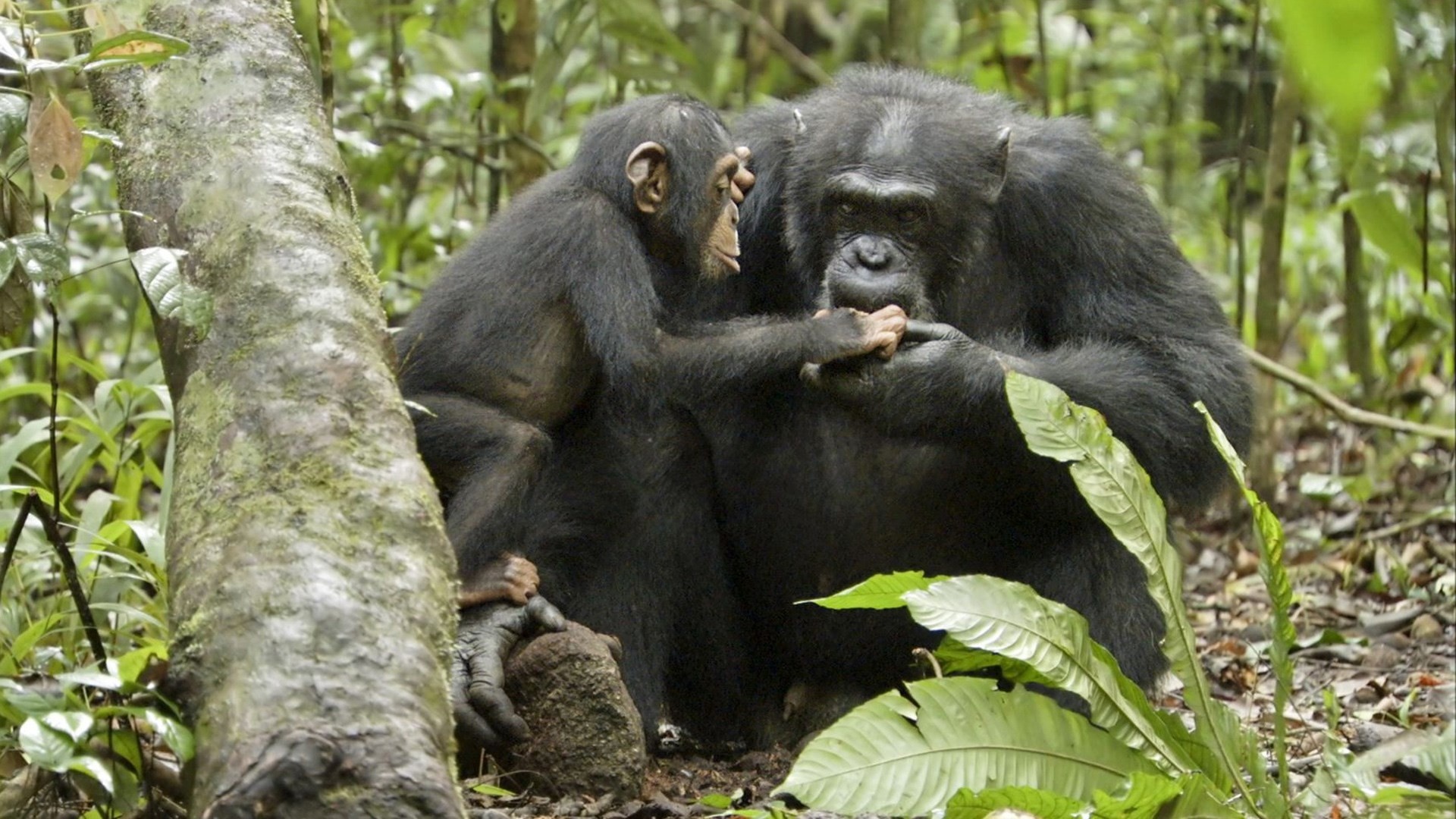 Chimpanzee portrait, Primate wonder, Animal wallpaper, 1920x1080 Full HD Desktop