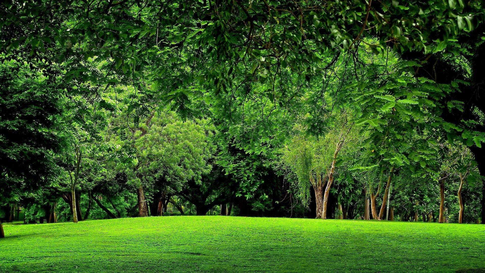 Green Forest, 4K wallpapers, Green scenery, 1920x1080 Full HD Desktop