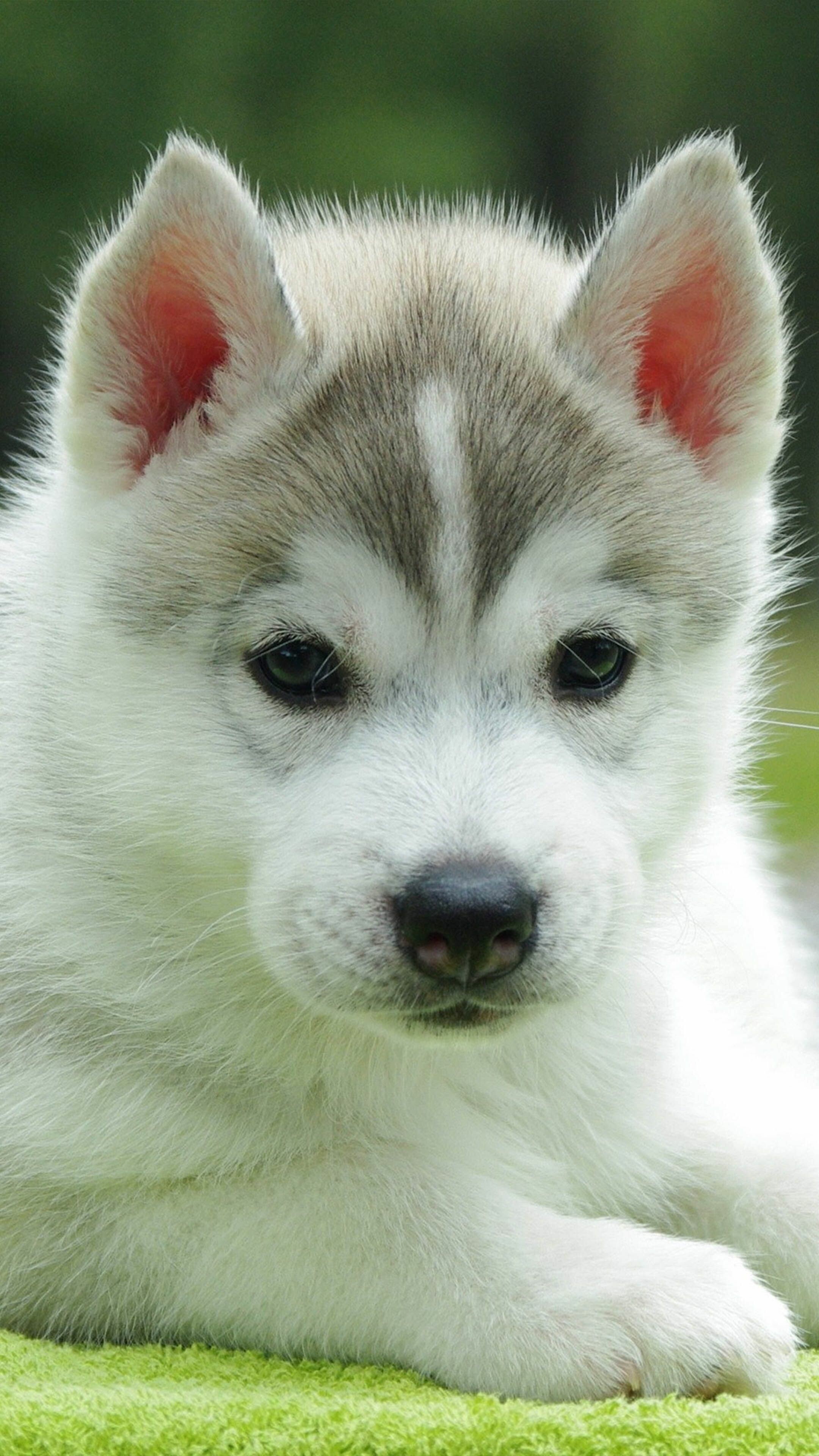 Cute husky puppy, Ultra HD mobile, Husky puppy, Cute husky, 2160x3840 4K Phone