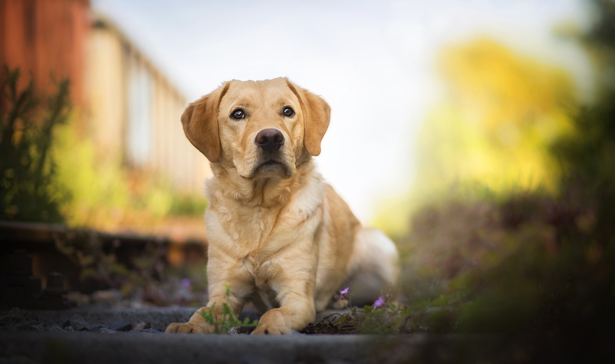 Labrador desktopbilder, Friendly and loyal, Eager to please, Unconditional love, 2050x1220 HD Desktop