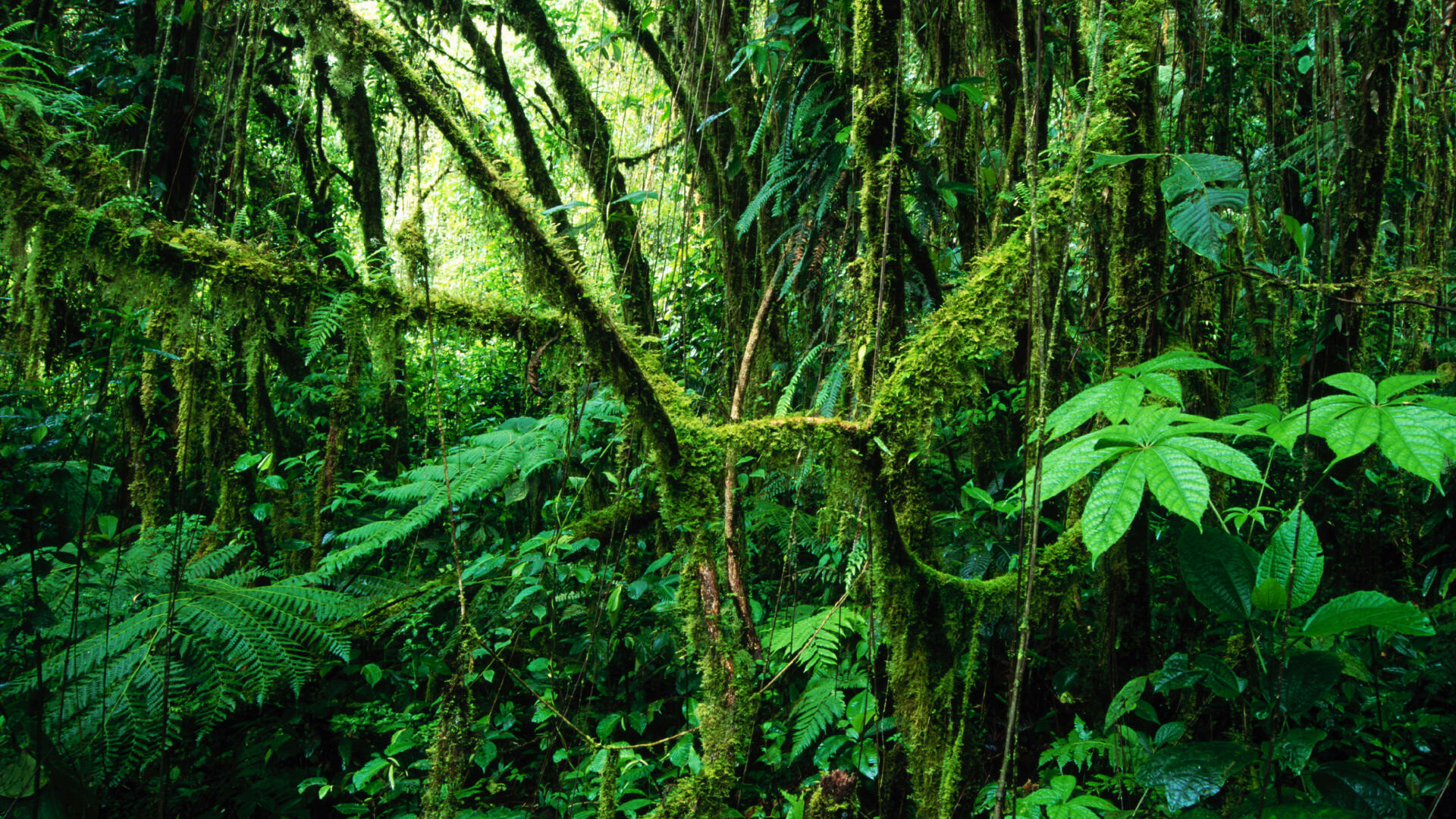 Jungle wallpaper oasis, Nature's playground, Serene beauty, Desktop retreat, 1920x1080 Full HD Desktop