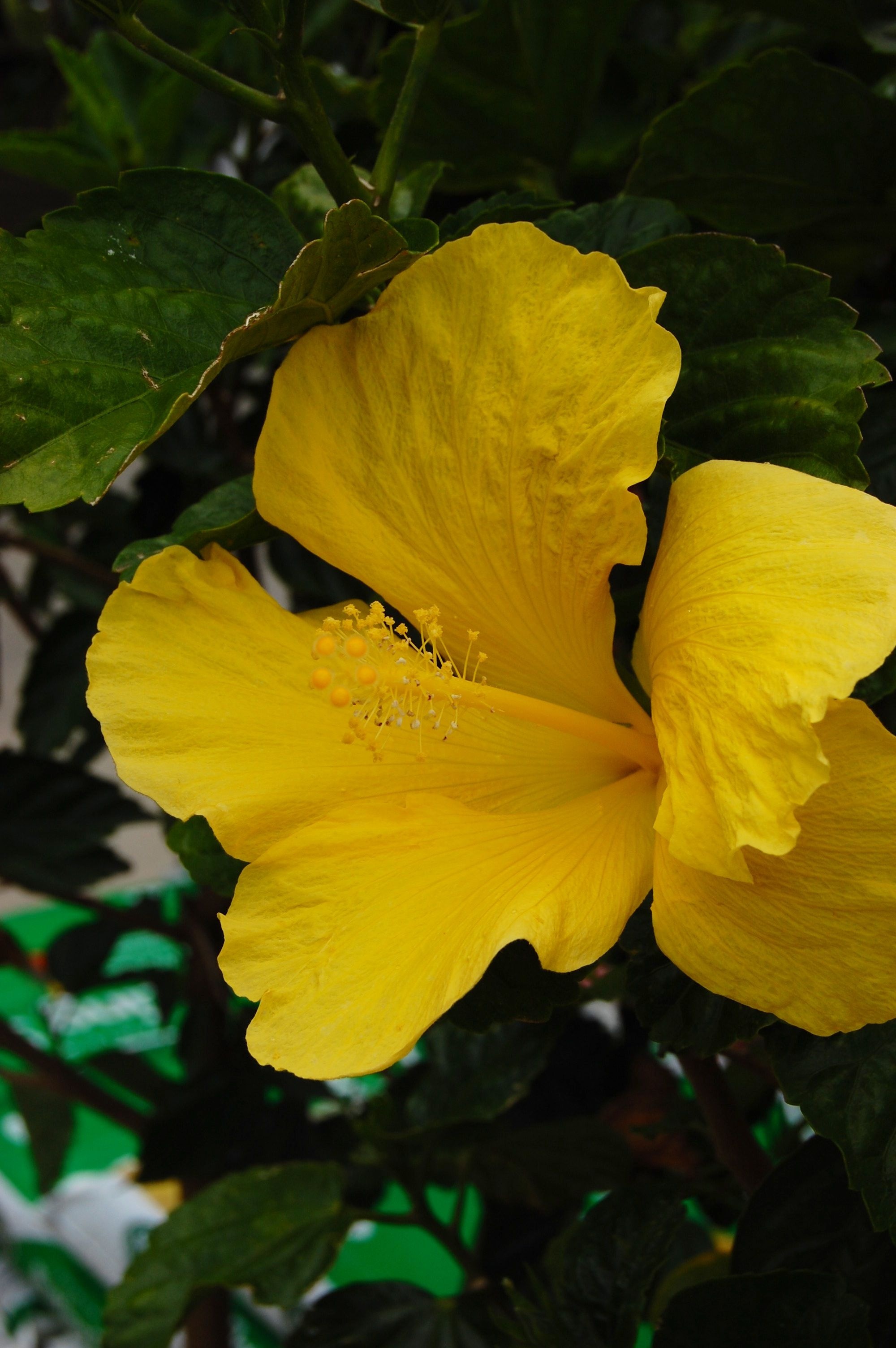 Hawaiian hibiscus, Hibiscus Wallpaper, 2000x3010 HD Phone