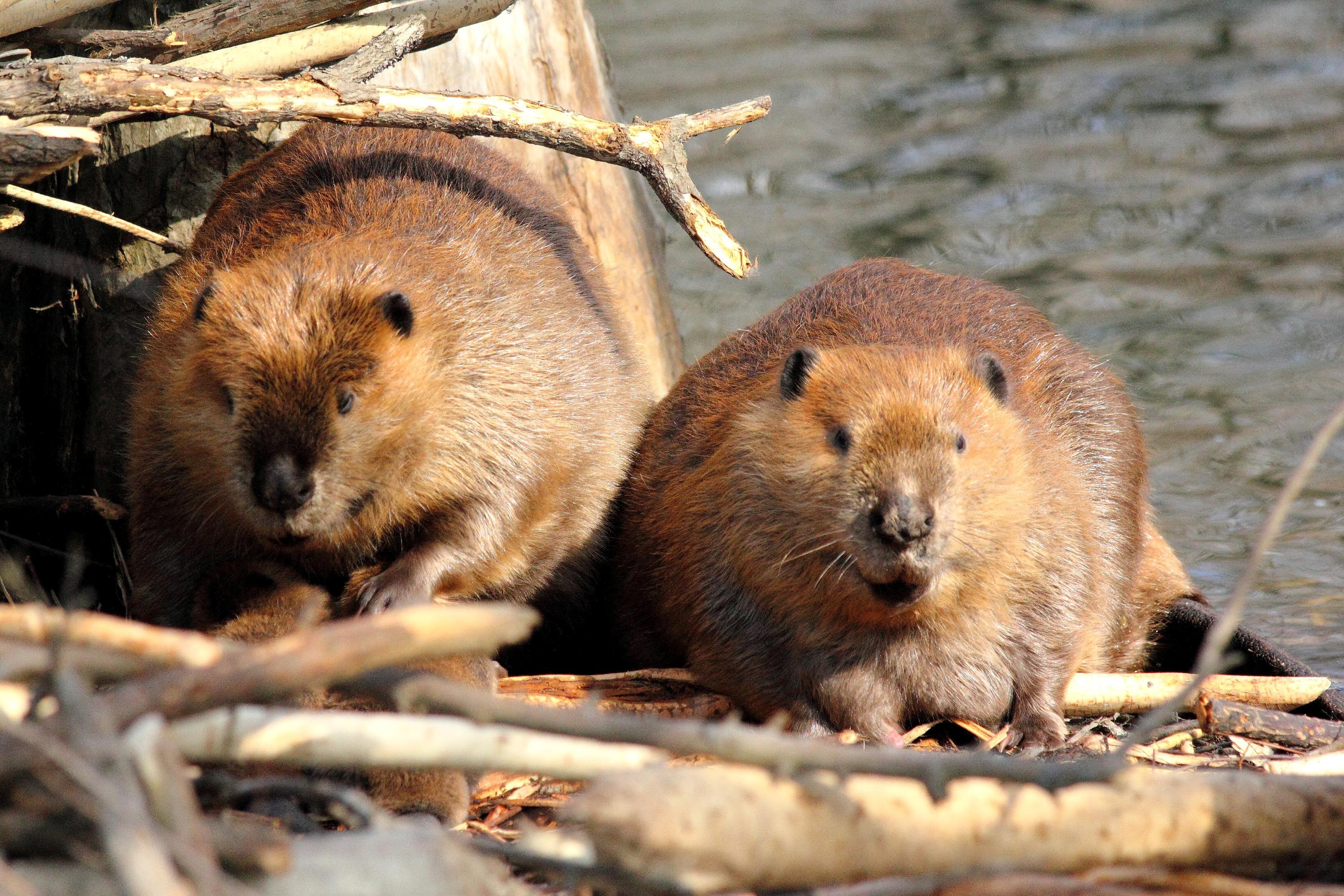 Couple, Beavers Wallpaper, 3000x2000 HD Desktop