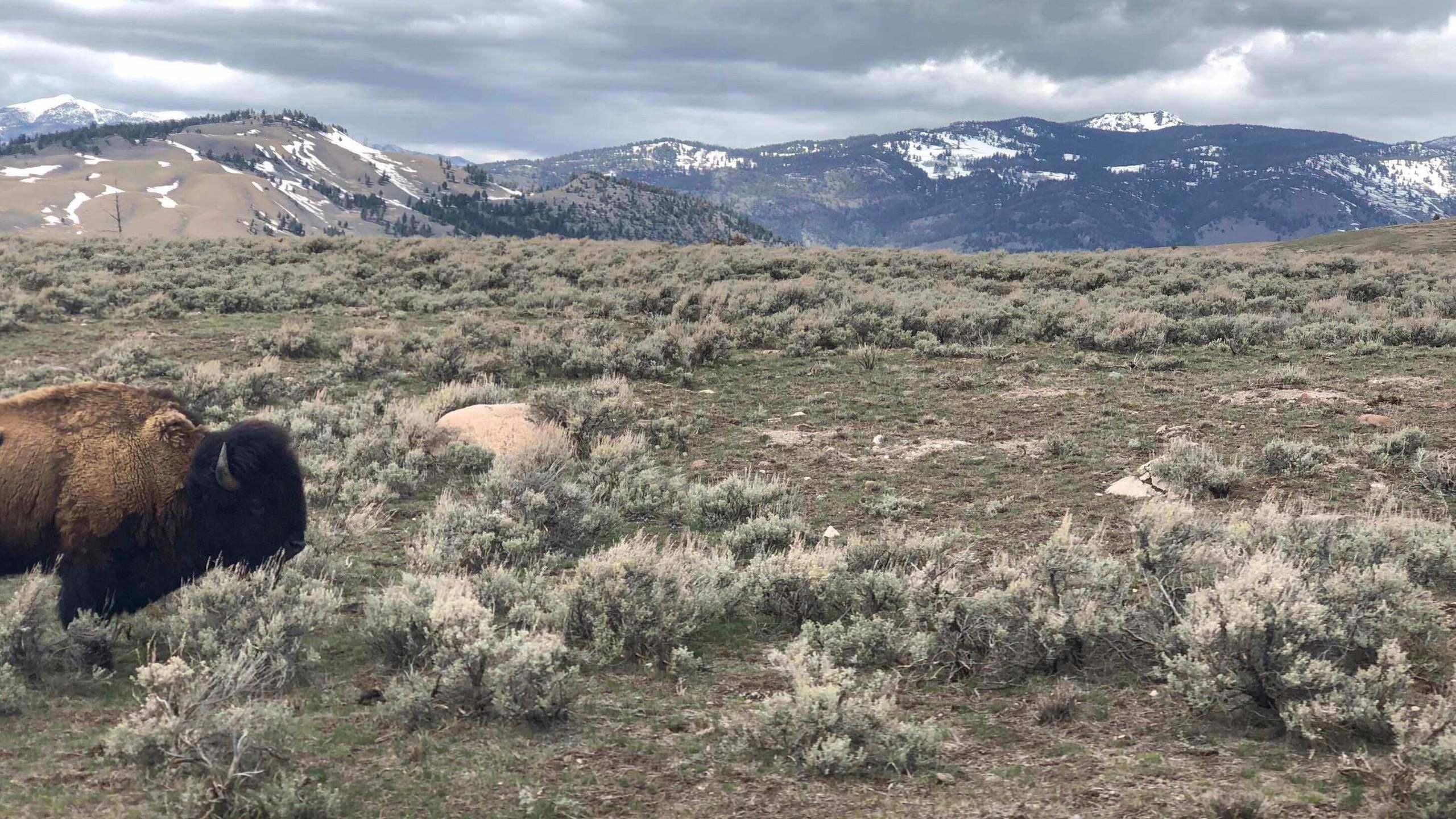 Yellowstone National Park, Journey through nature, Stunning scenery, Natural beauty, 2560x1440 HD Desktop