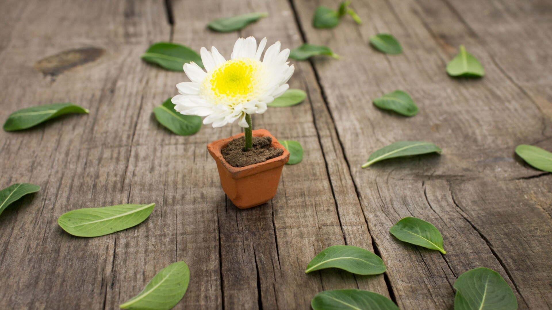 Flowerpot, Chrysanthemums Wallpaper, 1920x1080 Full HD Desktop