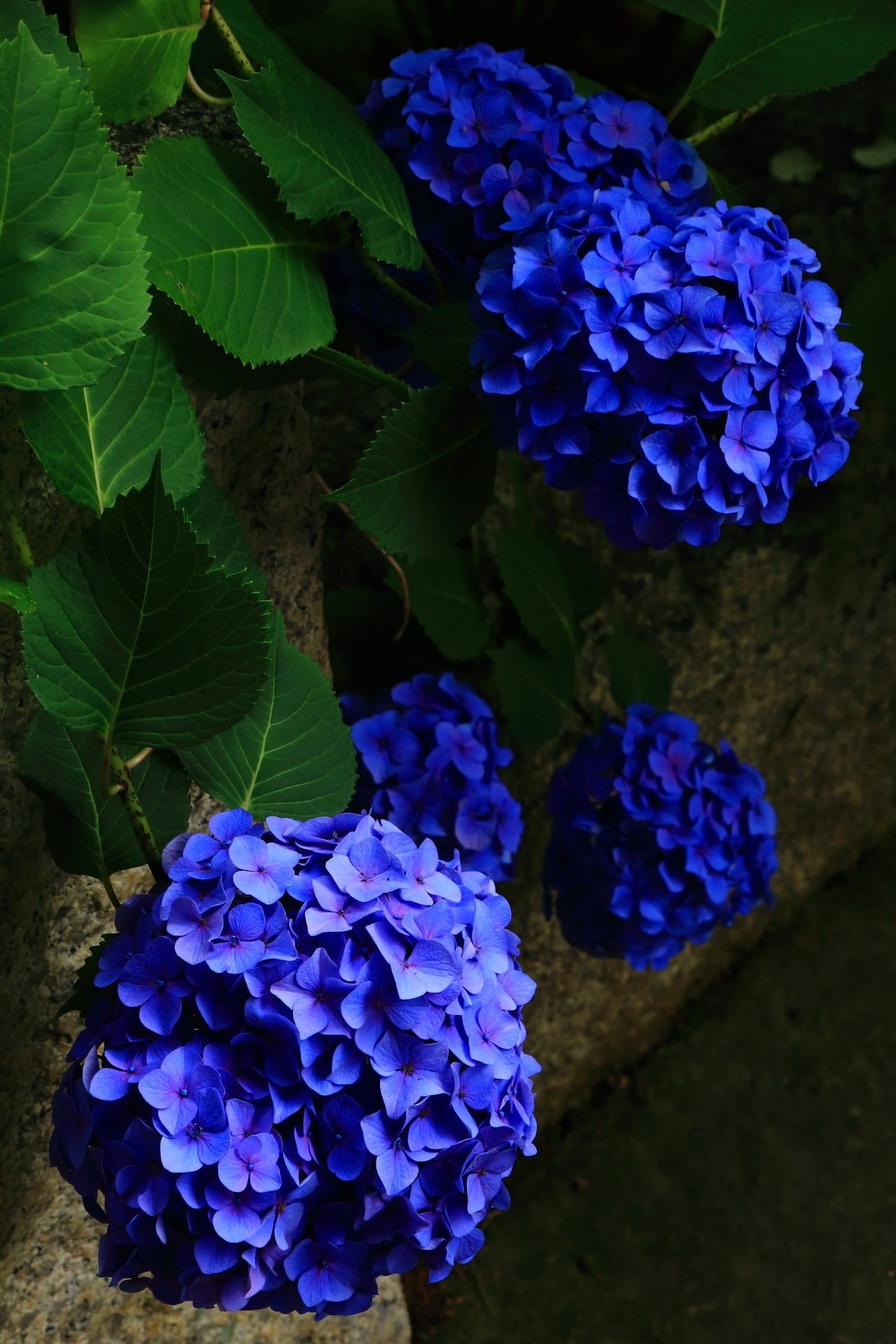 Flower power, Beautiful flowers, Peonies and hydrangeas, Nature's charm, 1280x1920 HD Phone