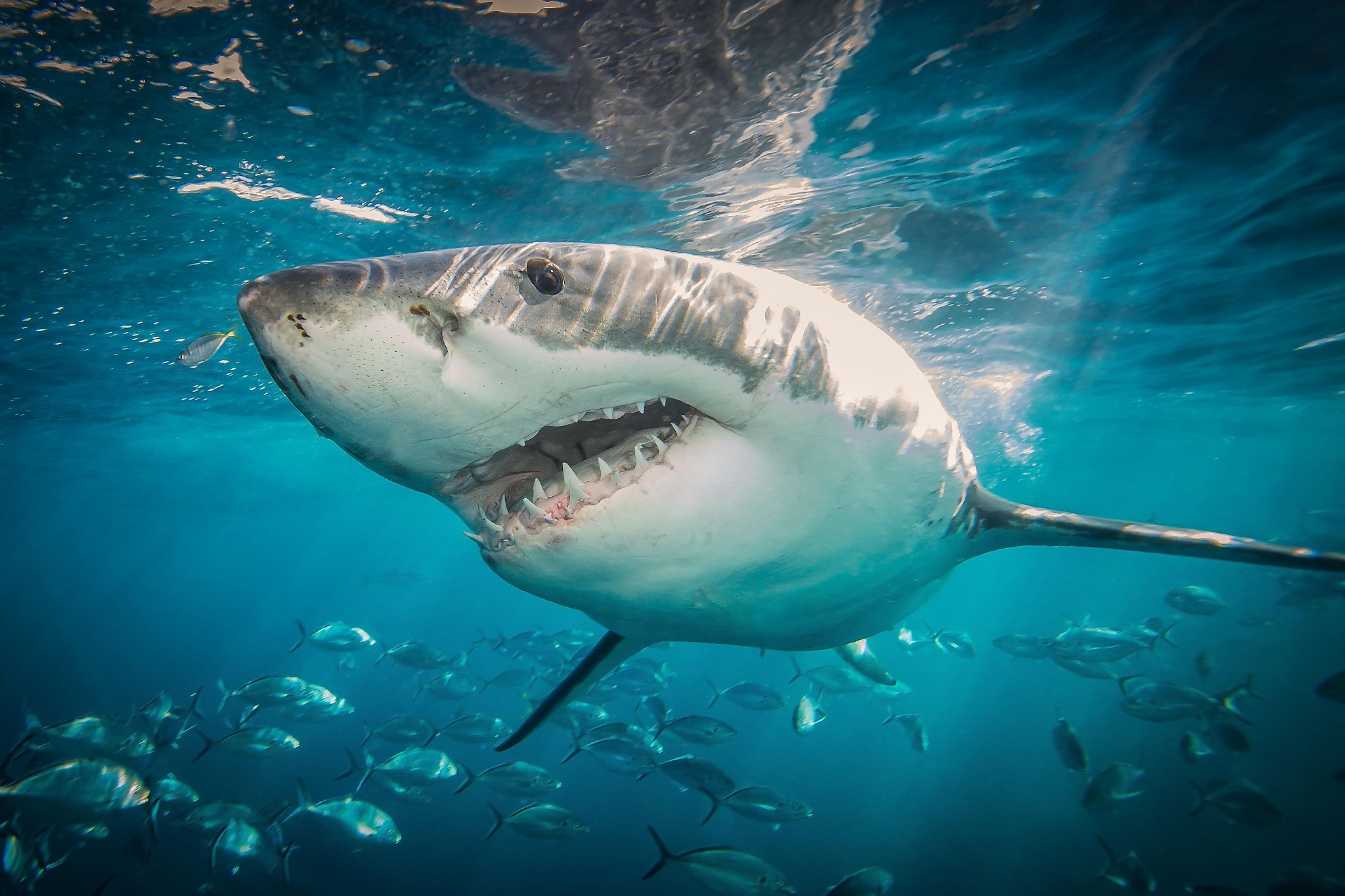 Population growth study, Thriving off Northern, Great white sharks, Off Northern California, 2050x1370 HD Desktop