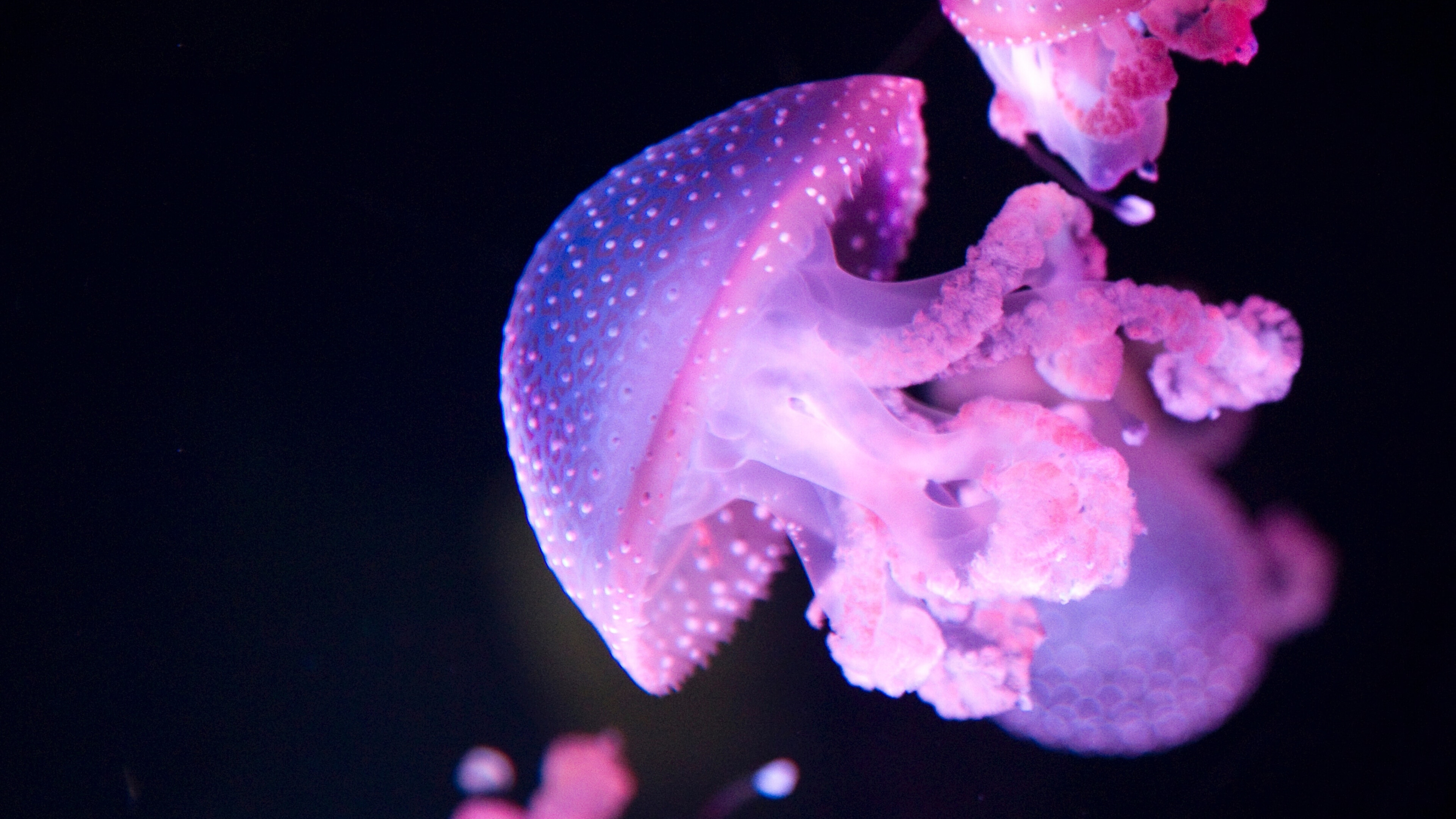 Glowing jellyfish, Pink glow, Underwater creatures, Animal wallpaper, 3840x2160 4K Desktop