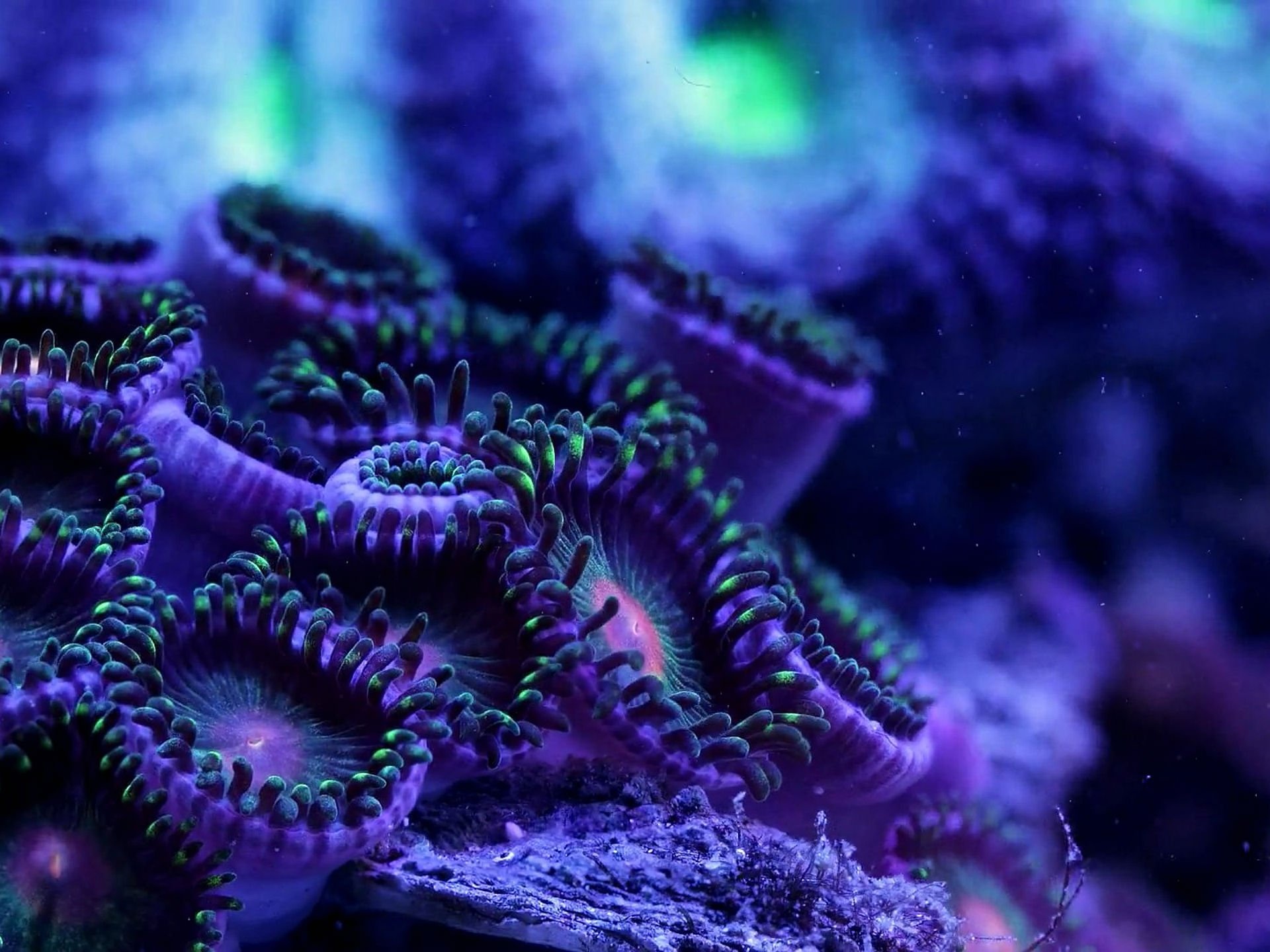 Sealife artworks, Underwater depth, Psychedelic coral, Oceanic marvels, 1920x1440 HD Desktop