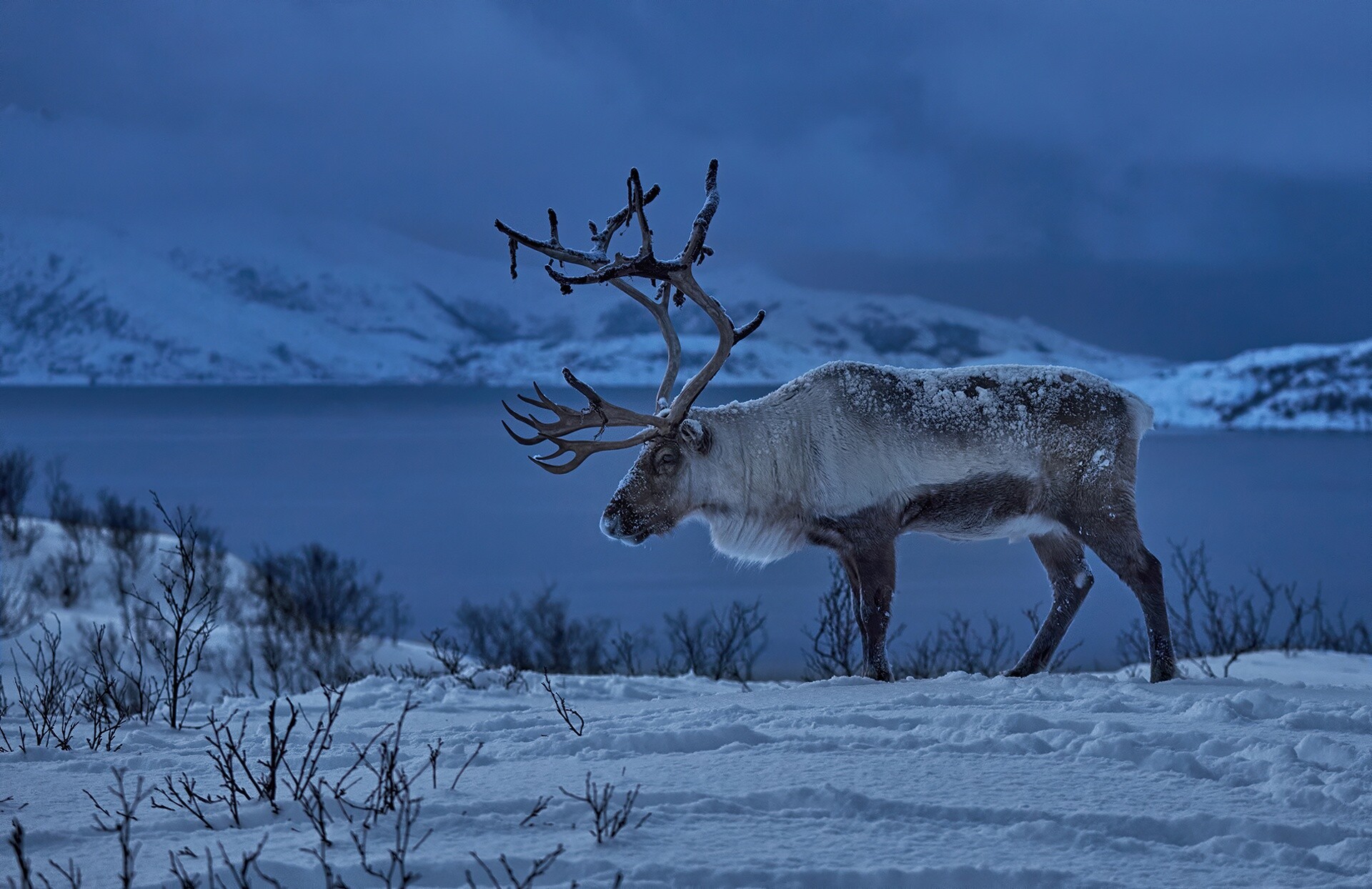 Norway, Reindeers Wallpaper, 1920x1250 HD Desktop