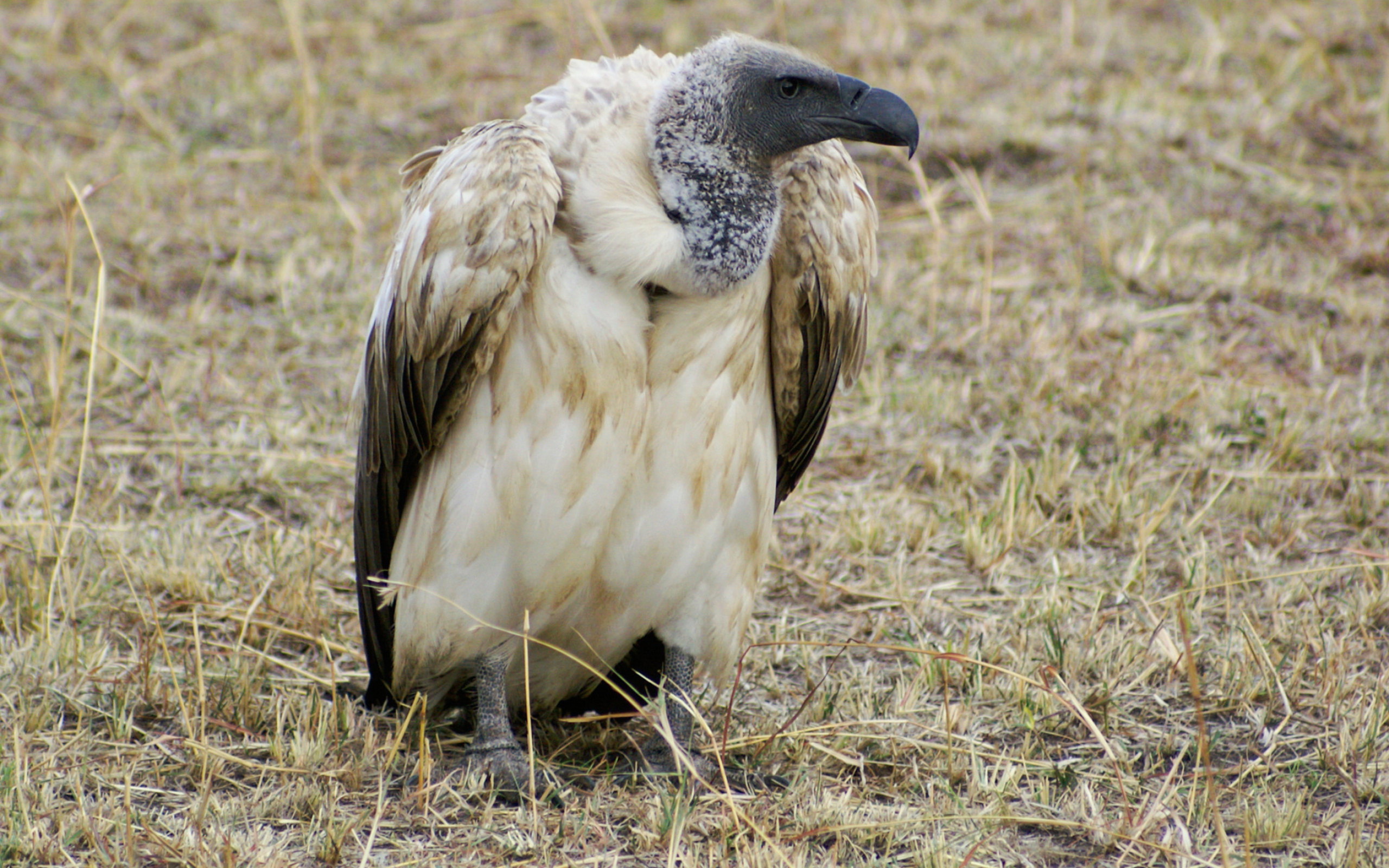 Majestic vulture, Photographic beauty, Admirable predator, Nature's wallpaper, 2560x1600 HD Desktop