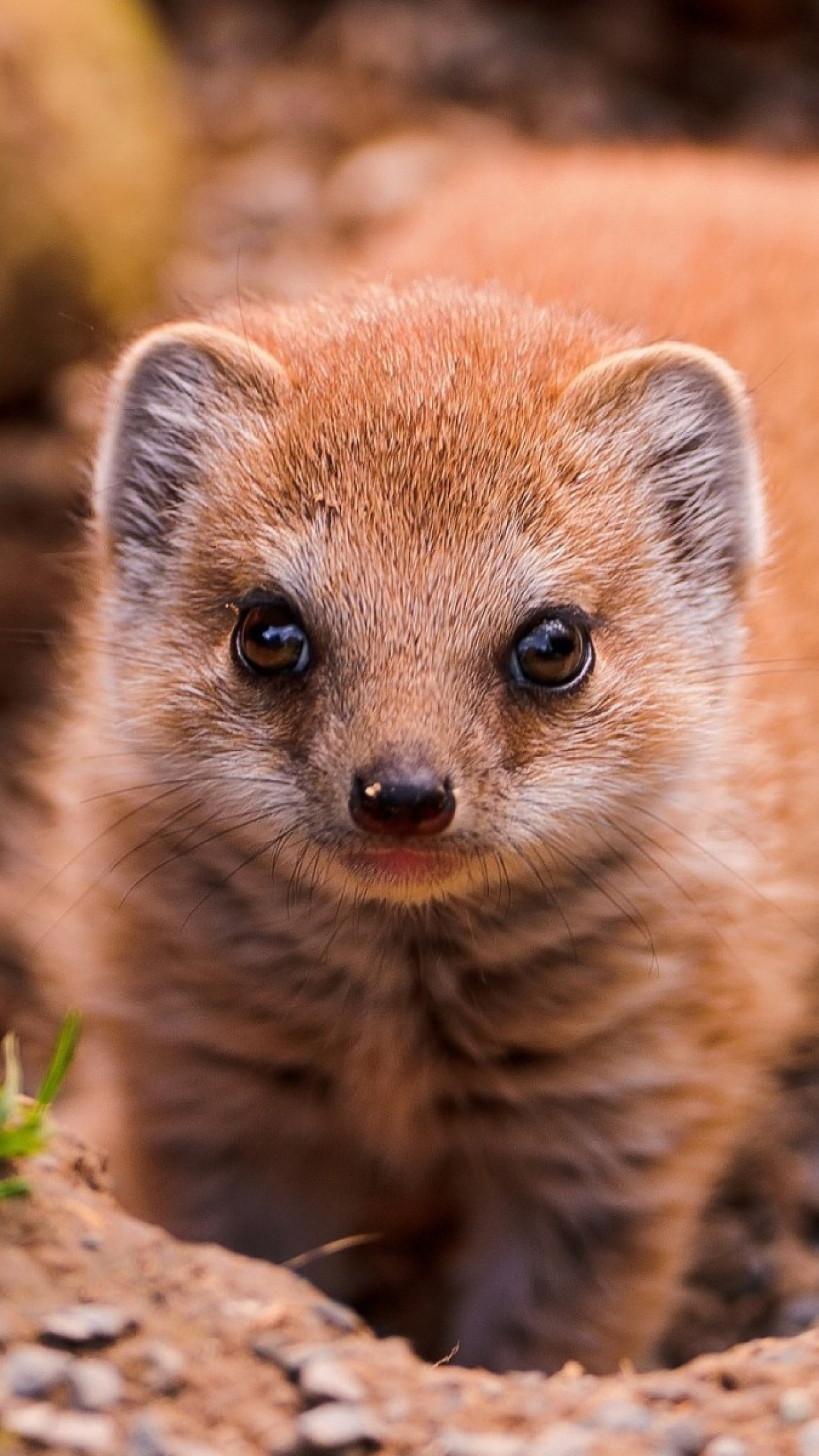 Mongoose, Screenbeauty view, Animal and bird kingdom, Majestic creature, 1250x2210 HD Phone