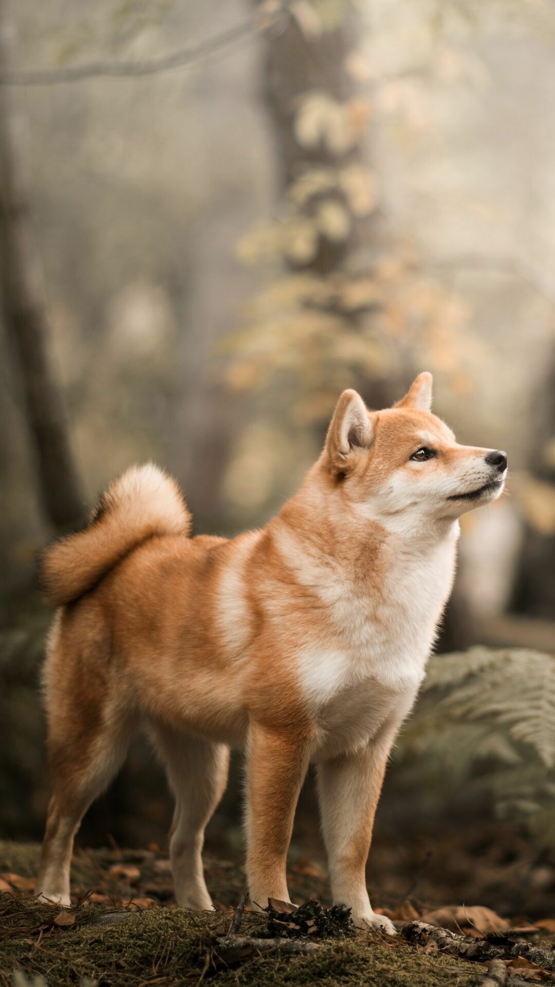 Shiba Inu, Doge meme, Endearing image, Iconic doge, 1080x1920 Full HD Phone