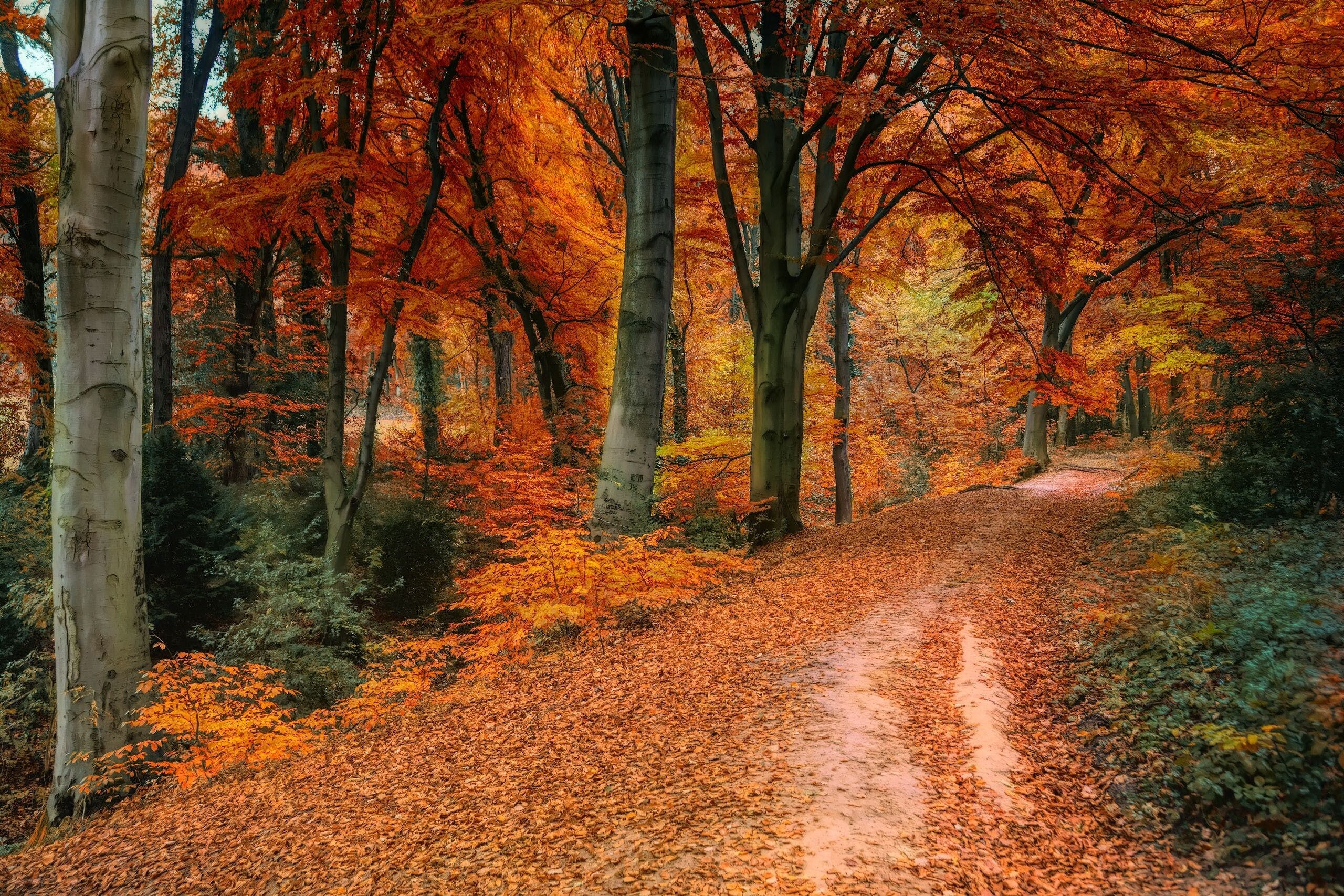 Forest path, Autumn Wallpaper, 2560x1710 HD Desktop