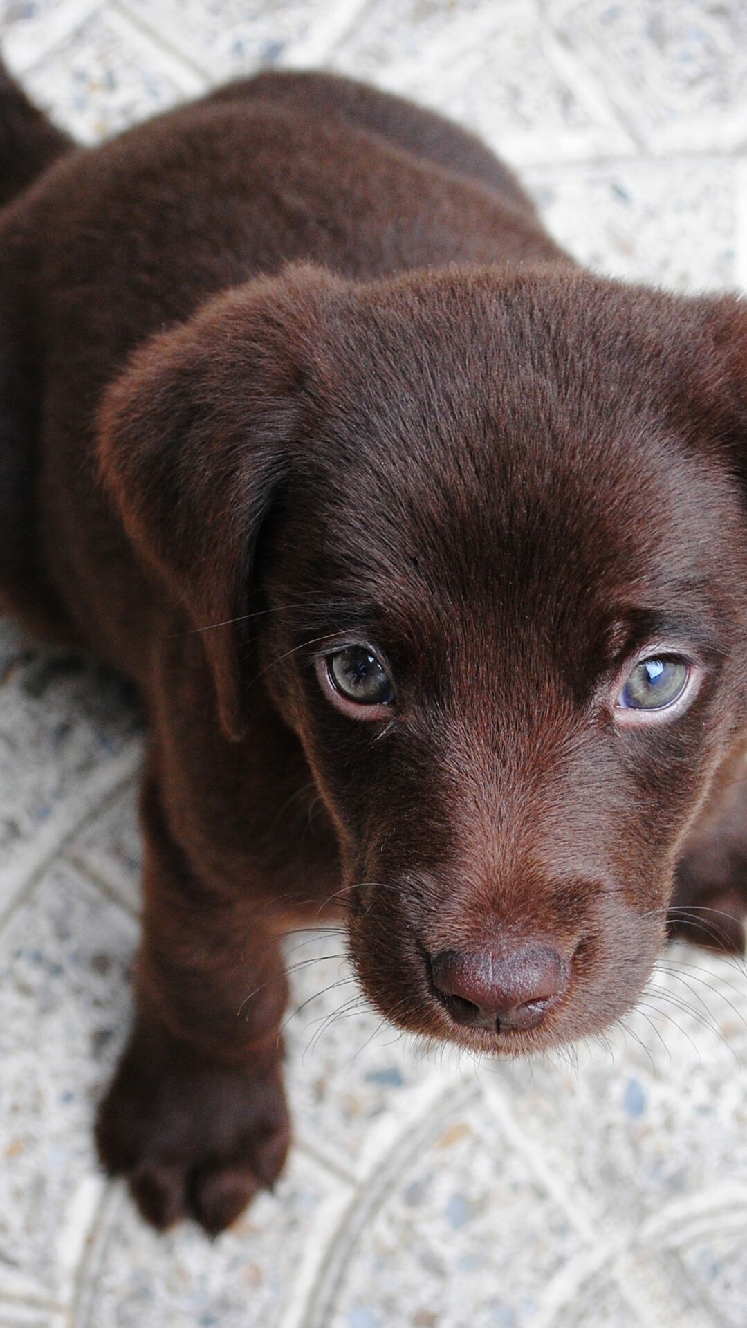 Cute brown Labrador, Irresistibly adorable, Puppy love, Heartwarming images, 1080x1920 Full HD Phone