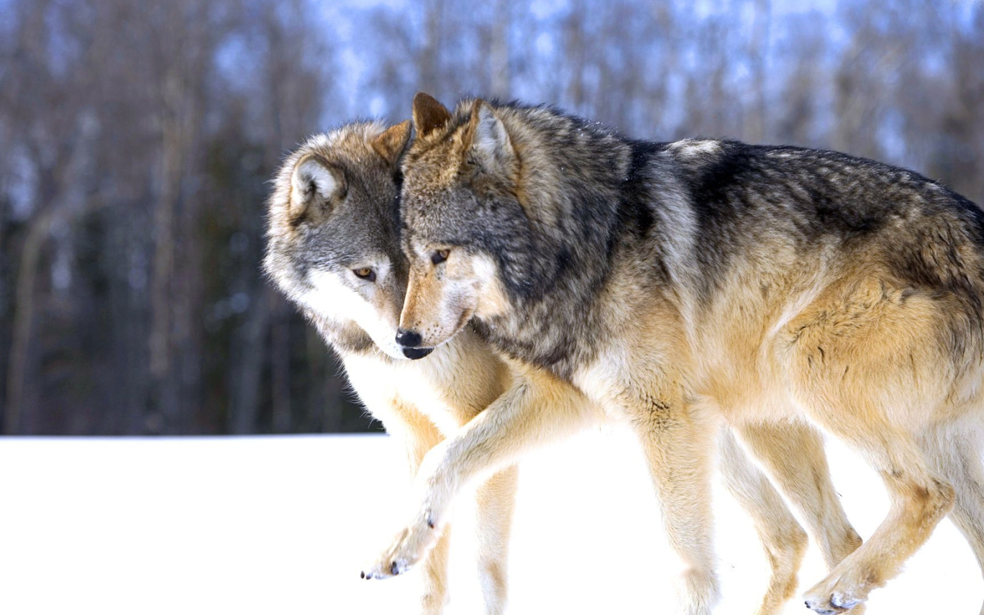 Gray Wolf, Running wolf, 4k HD, Backgrounds, 1920x1200 HD Desktop