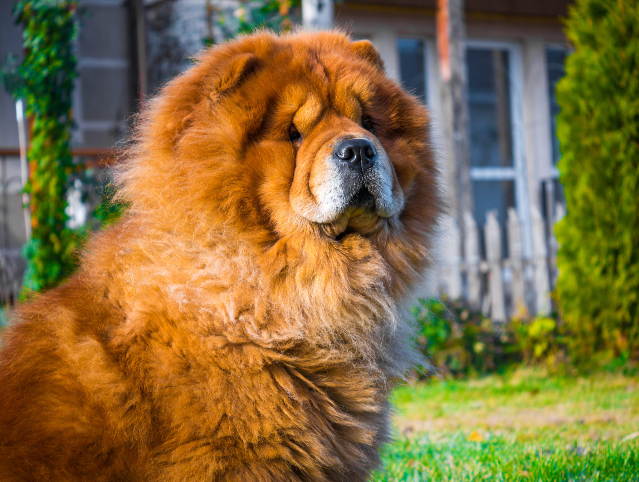 Chow Chow, Simmons and Fletcher Houston TX, 2050x1550 HD Desktop