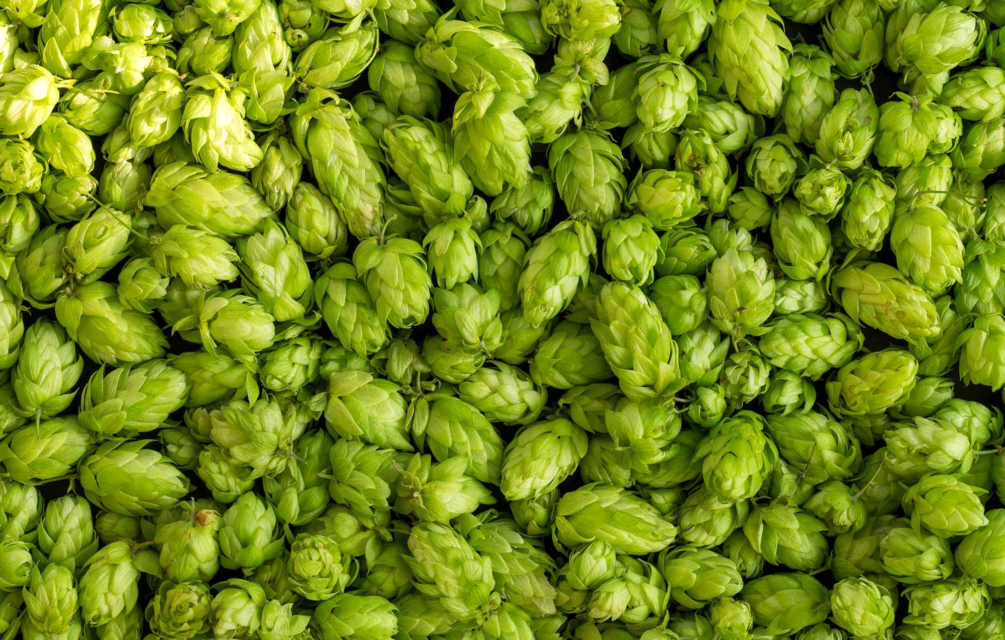 Dry hopping, Hazy beer styles, Hop aromas, Hoppy flavors, 2000x1280 HD Desktop