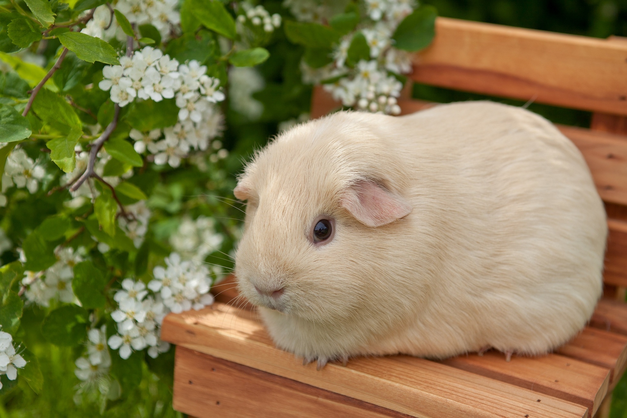 Guinea Pig, Adorable pets, HD images, Furry companions, 2050x1370 HD Desktop