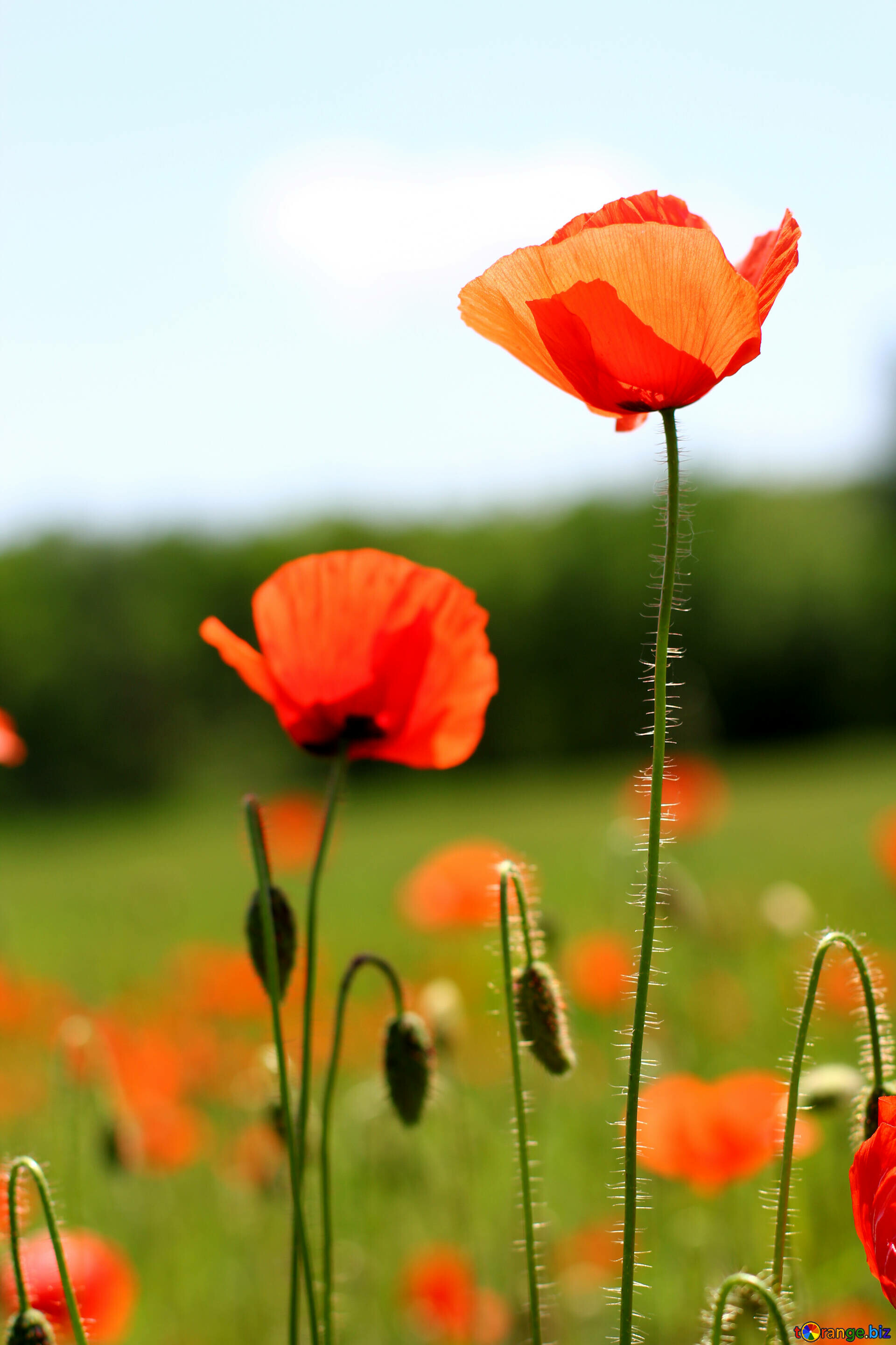 Meadow, Poppy Flowers Wallpaper, 1920x2880 HD Phone