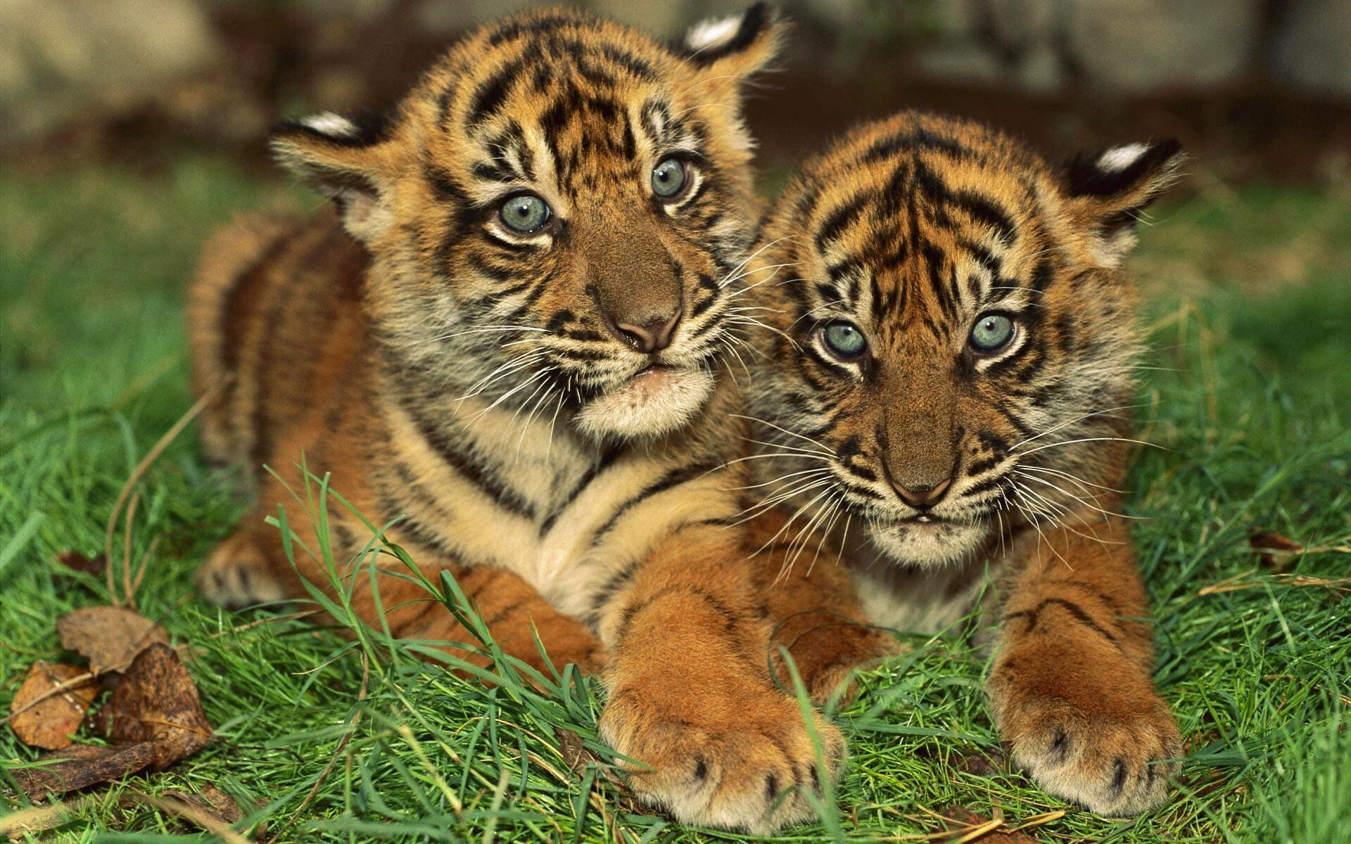 Cubs, Tigers Wallpaper, 1920x1200 HD Desktop