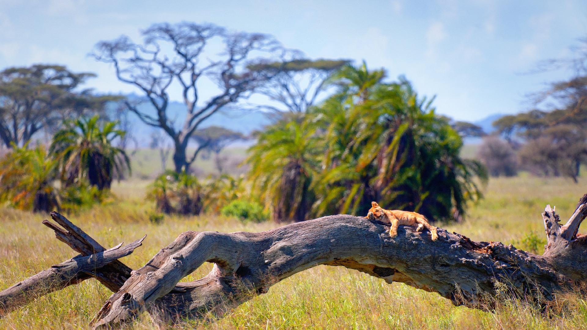 Tanzania, Introduction video, Must-visit destinations, Travel inspiration, 1920x1080 Full HD Desktop