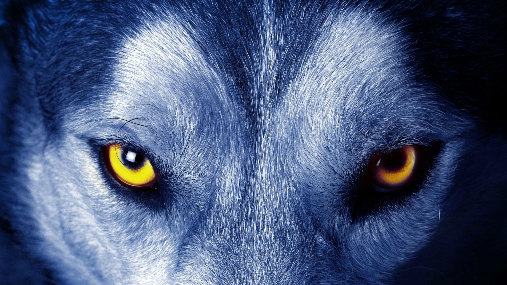 Wolf eyes, Wolves Wallpaper, 2050x1160 HD Desktop