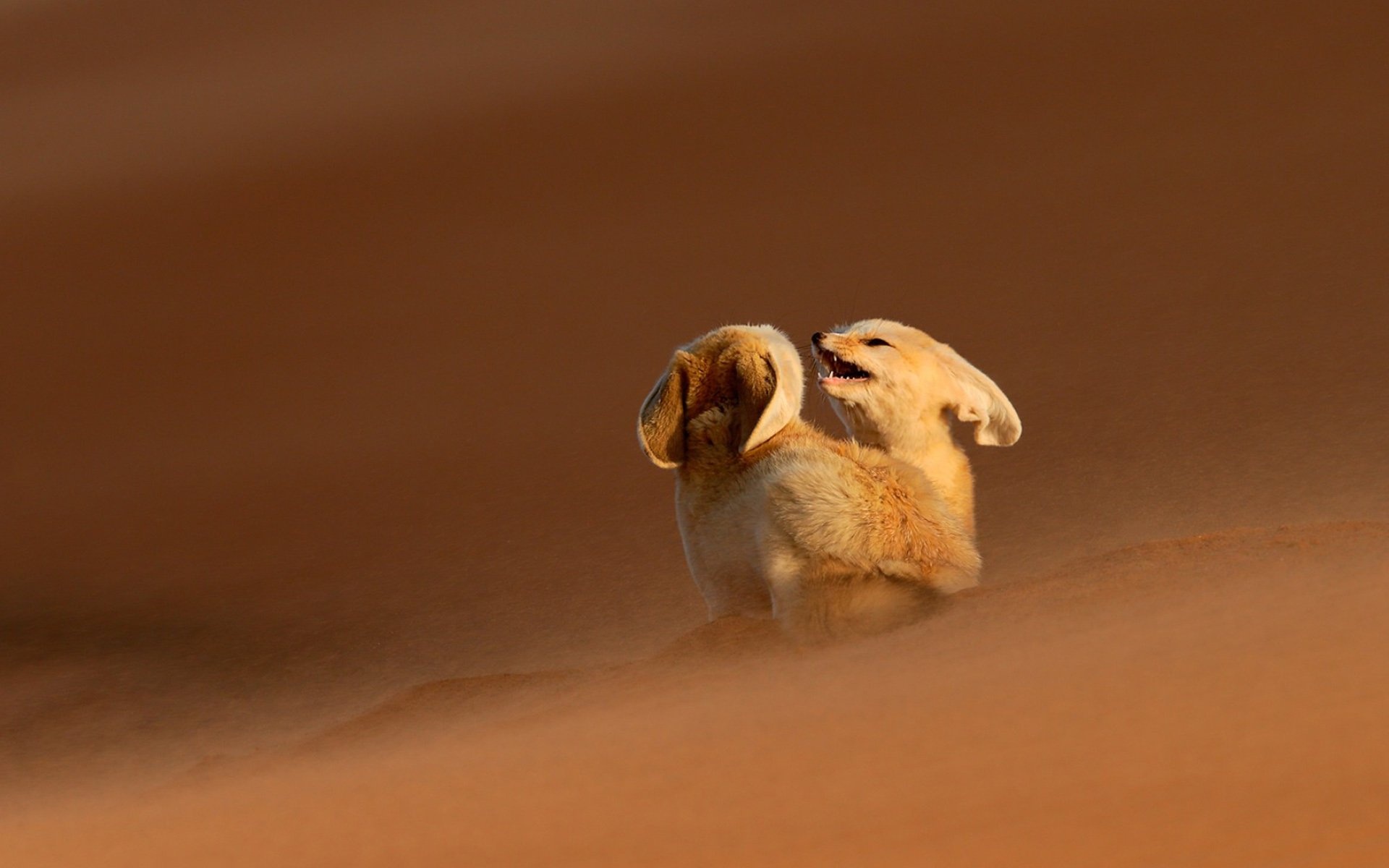 Fennec Fox, Beautiful wallpapers, Cute desert dweller, Sandy habitat, 1920x1200 HD Desktop