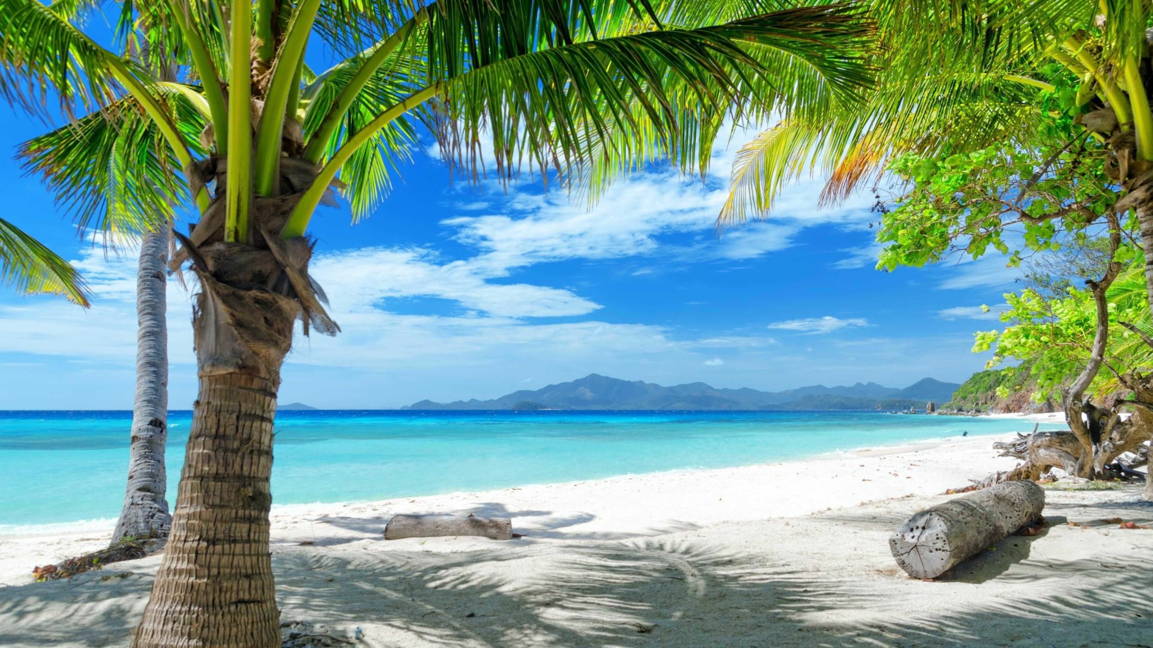 Beach landscape, Palm trees, Nature poster, Tropical vibes, 3840x2160 4K Desktop