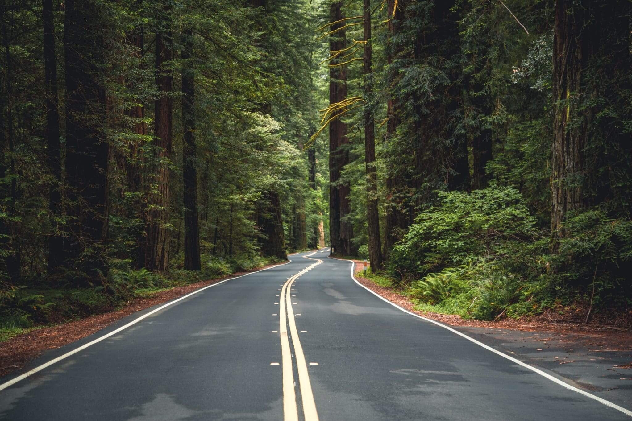 Redwood National Park, RV camping, Majestic trees, Nature sanctuary, 2050x1370 HD Desktop