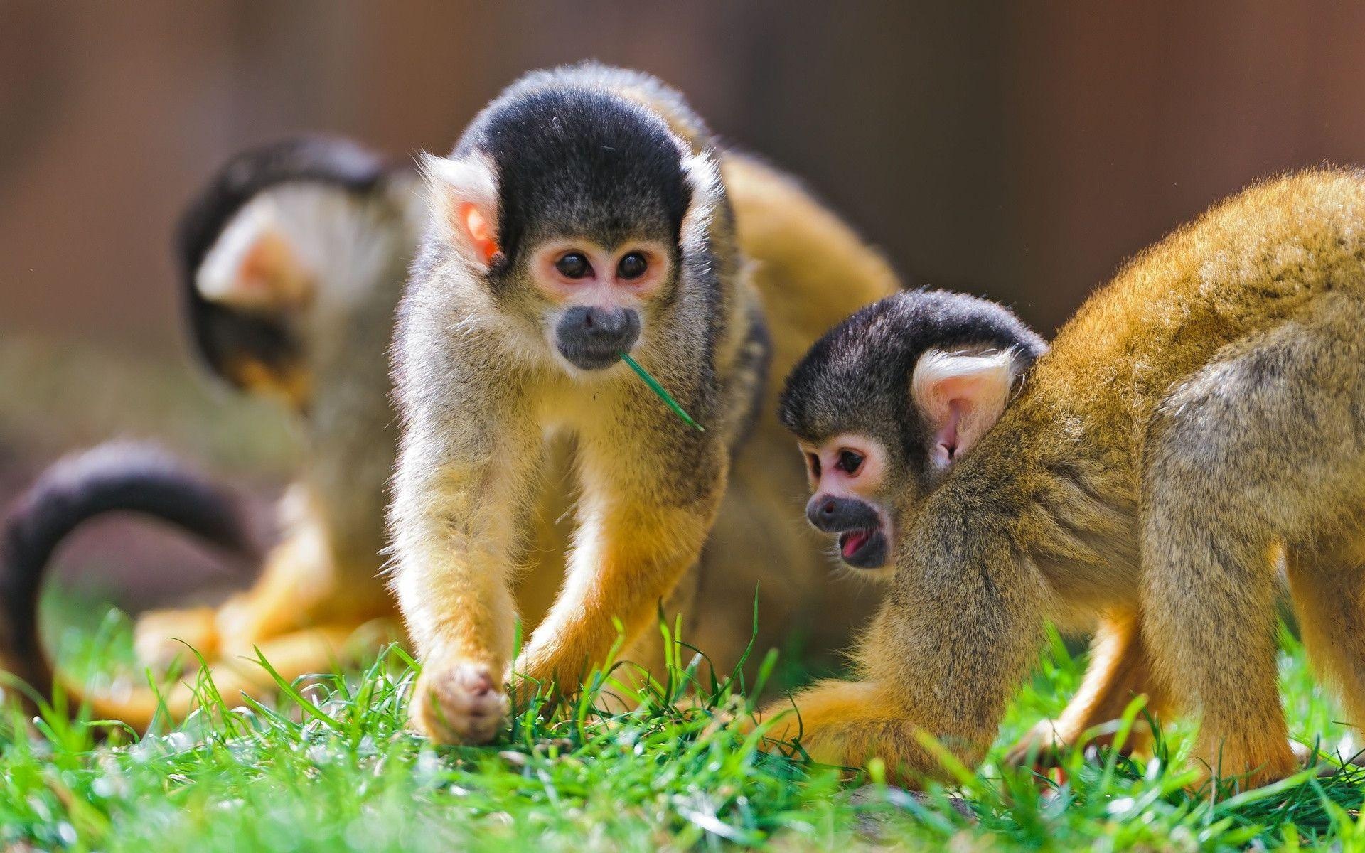 Monkey, spider monkey, playful creatures, nature backgrounds, 1920x1200 HD Desktop