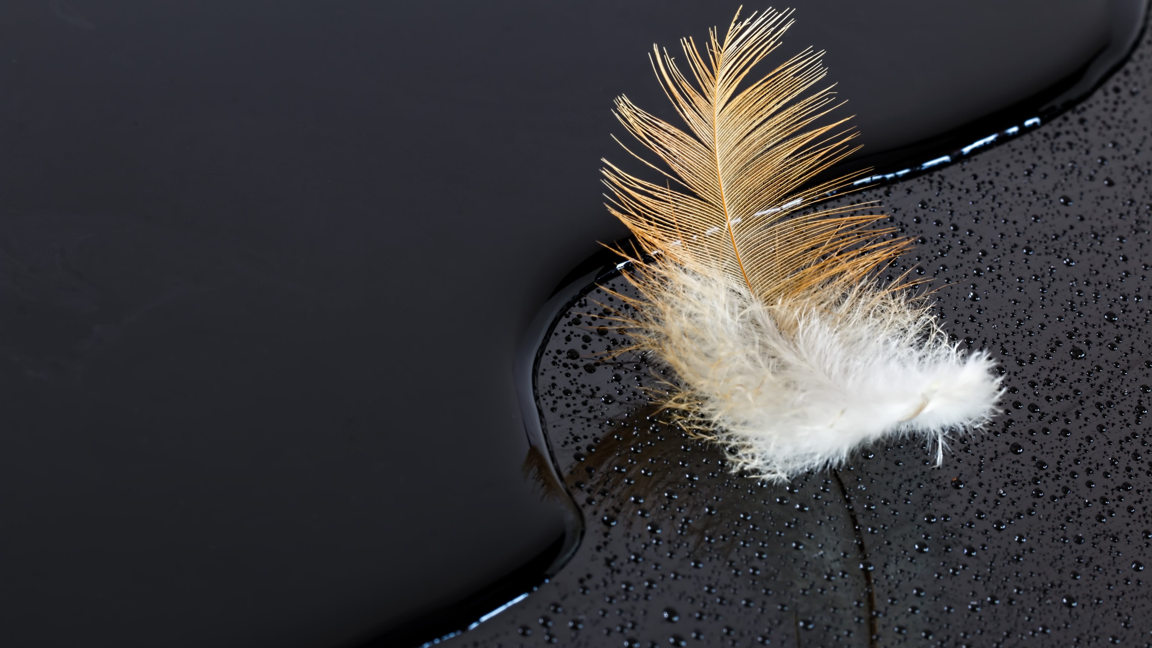 Feather on water, Black surface, 4K wallpaper, HD background, 3840x2160 4K Desktop