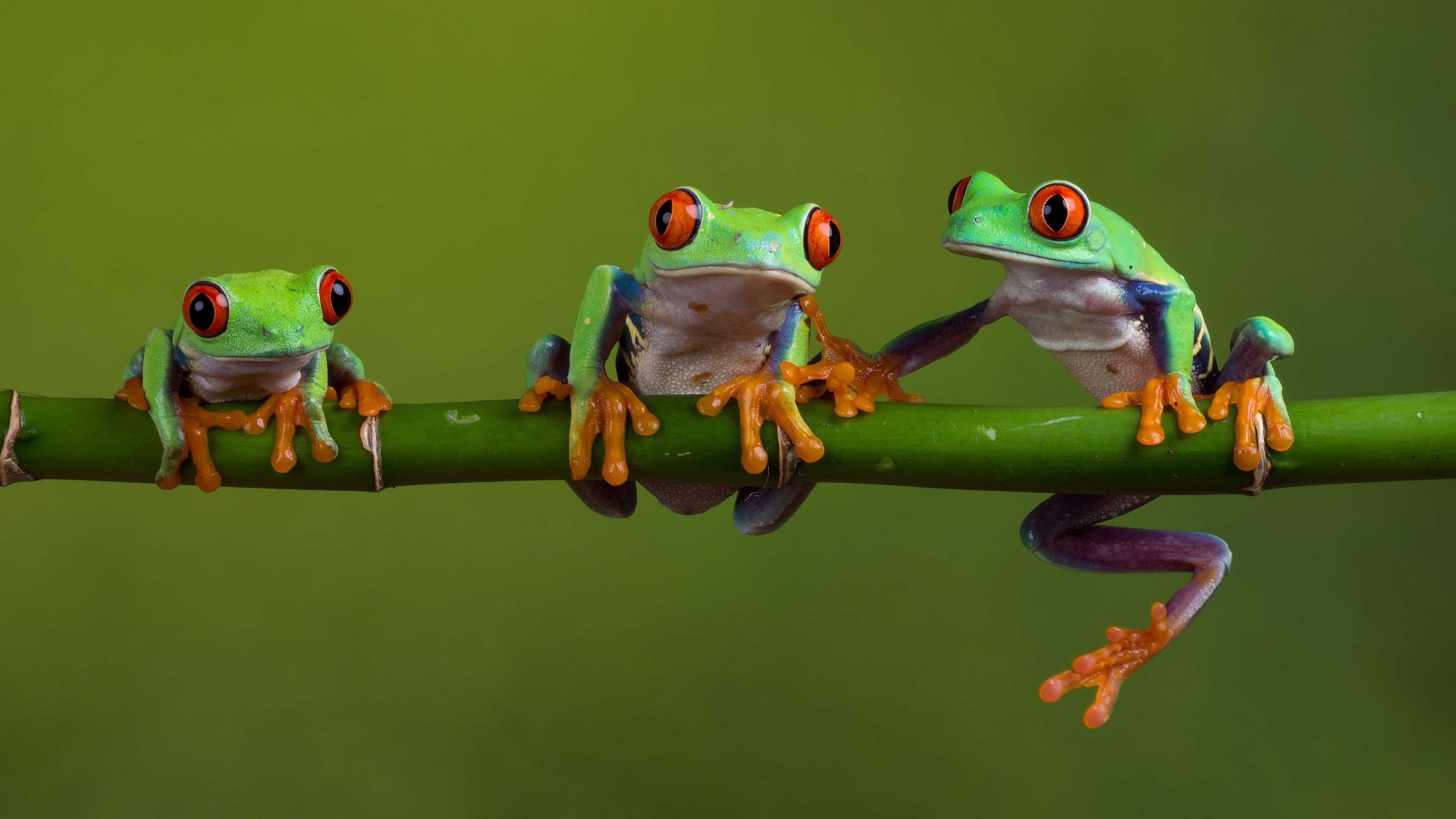 Frog wallpapers, Animal backgrounds, Wallpaper collection, Nature-themed, 3840x2160 4K Desktop