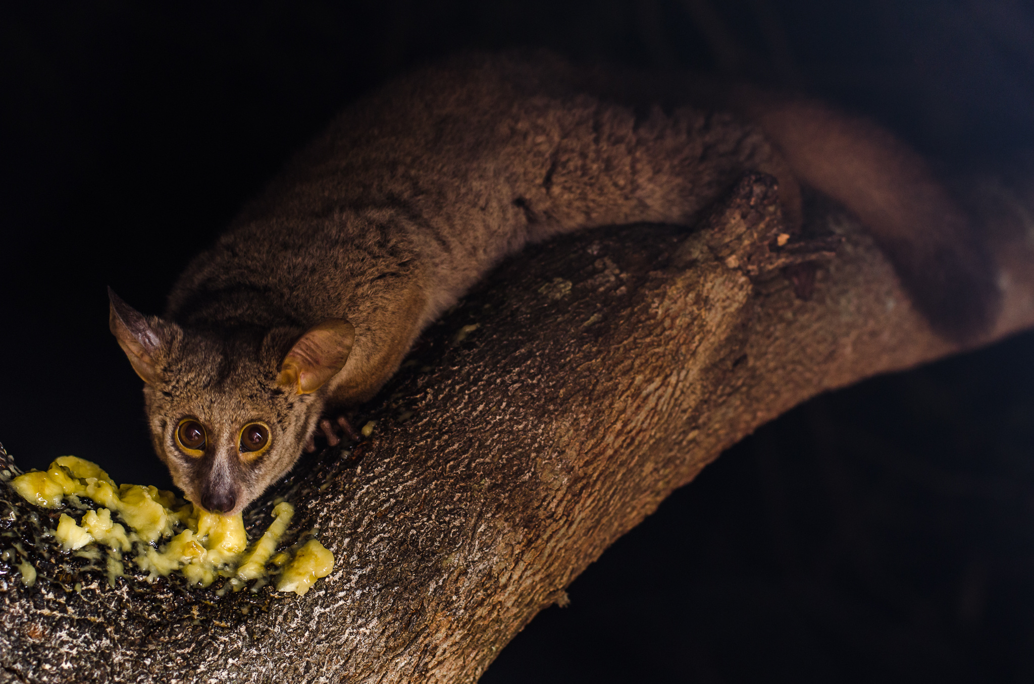 Brown greater galago, Bush Baby (Galago) Wallpaper, 2050x1360 HD Desktop